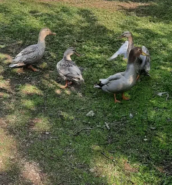 اردک مرغابی|حیوانات مزرعه|رشت, حافظ آباد|دیوار