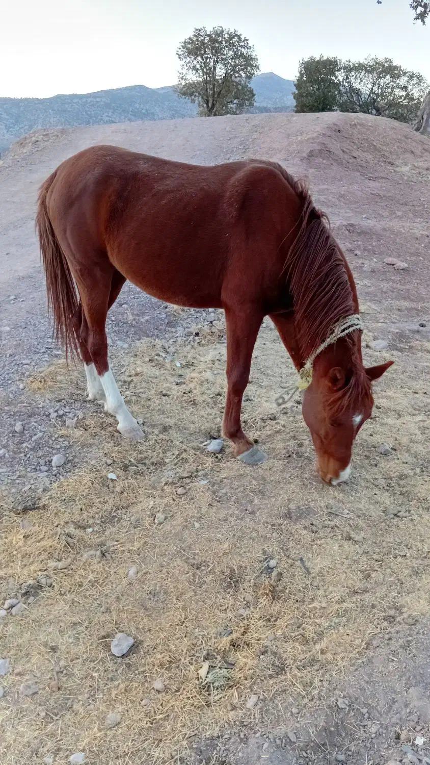 اسب نژاد دره شوری|اسب و تجهیزات اسبسواری|پاتاوه, |دیوار