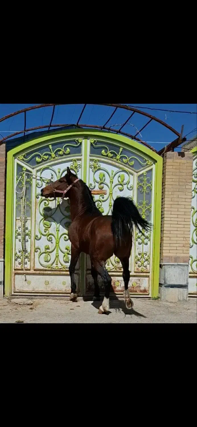 نریان شجره دار|اسب و تجهیزات اسب‌سواری|شیراز, بازار|دیوار