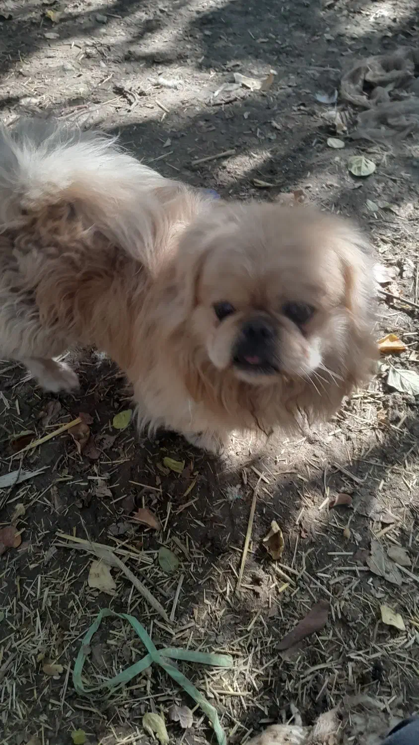 سلام سگ پیکینیز اصیل قیمت ۱۰تومان|سگ|مبارکه, |دیوار