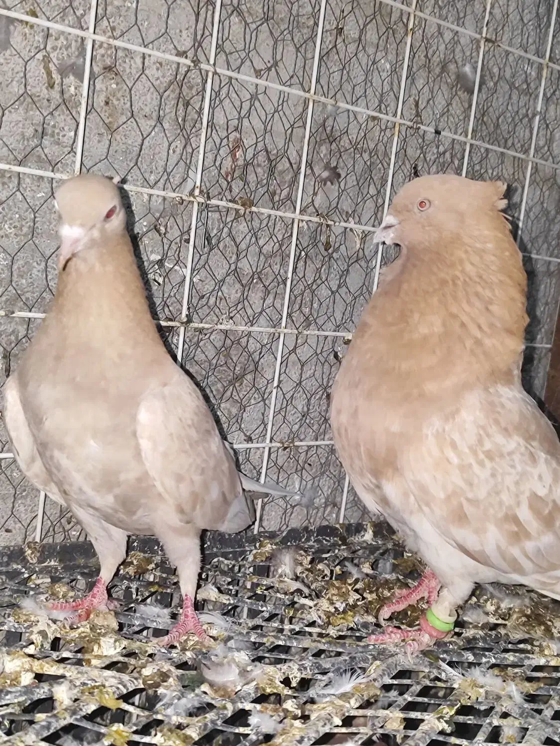 چندجفت کفترنروماده|پرنده|بندرعباس, |دیوار