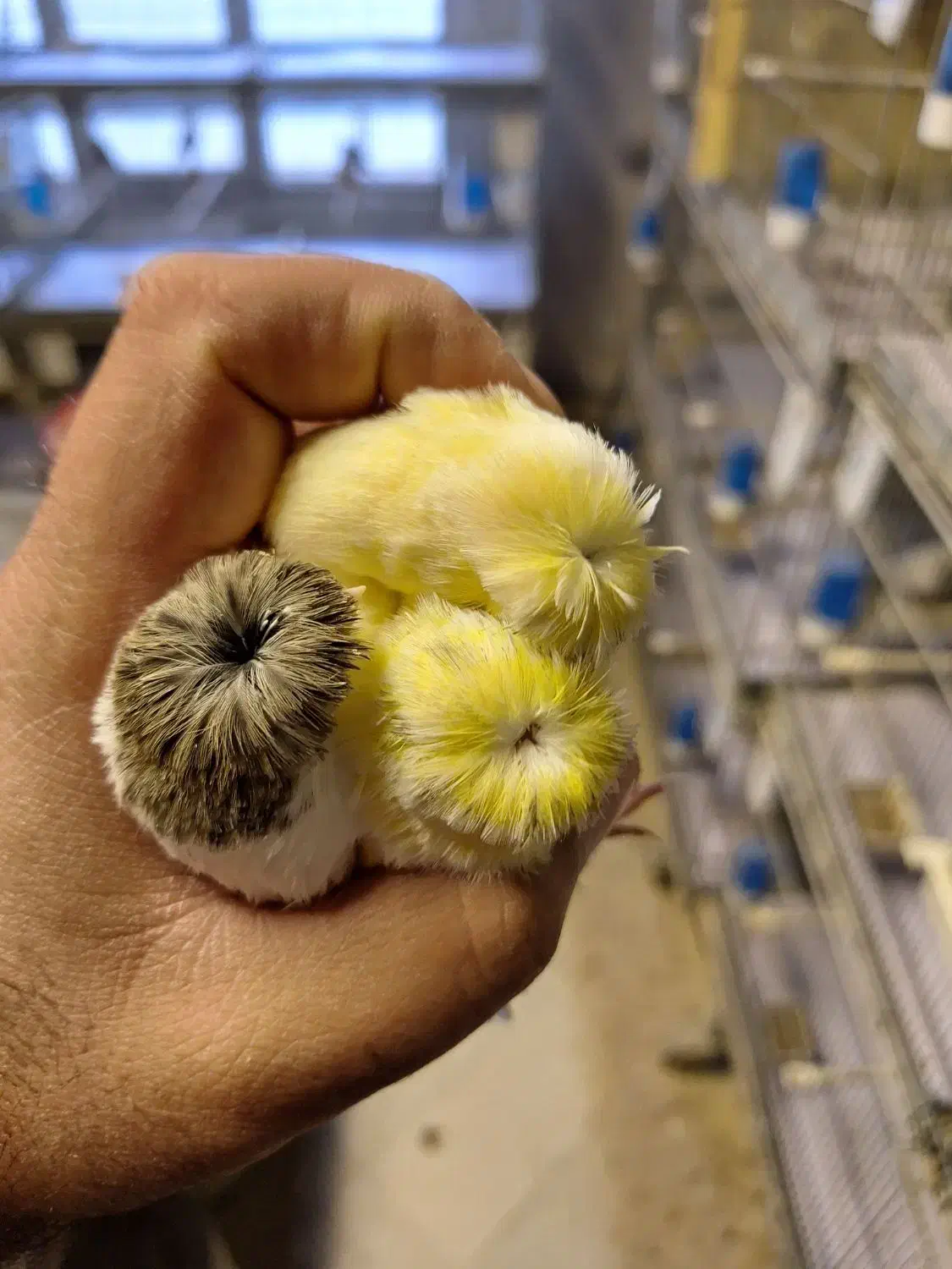 قناری گلاستر موزاییکی اوپال فائو|پرنده|تهران, هفت حوض|دیوار