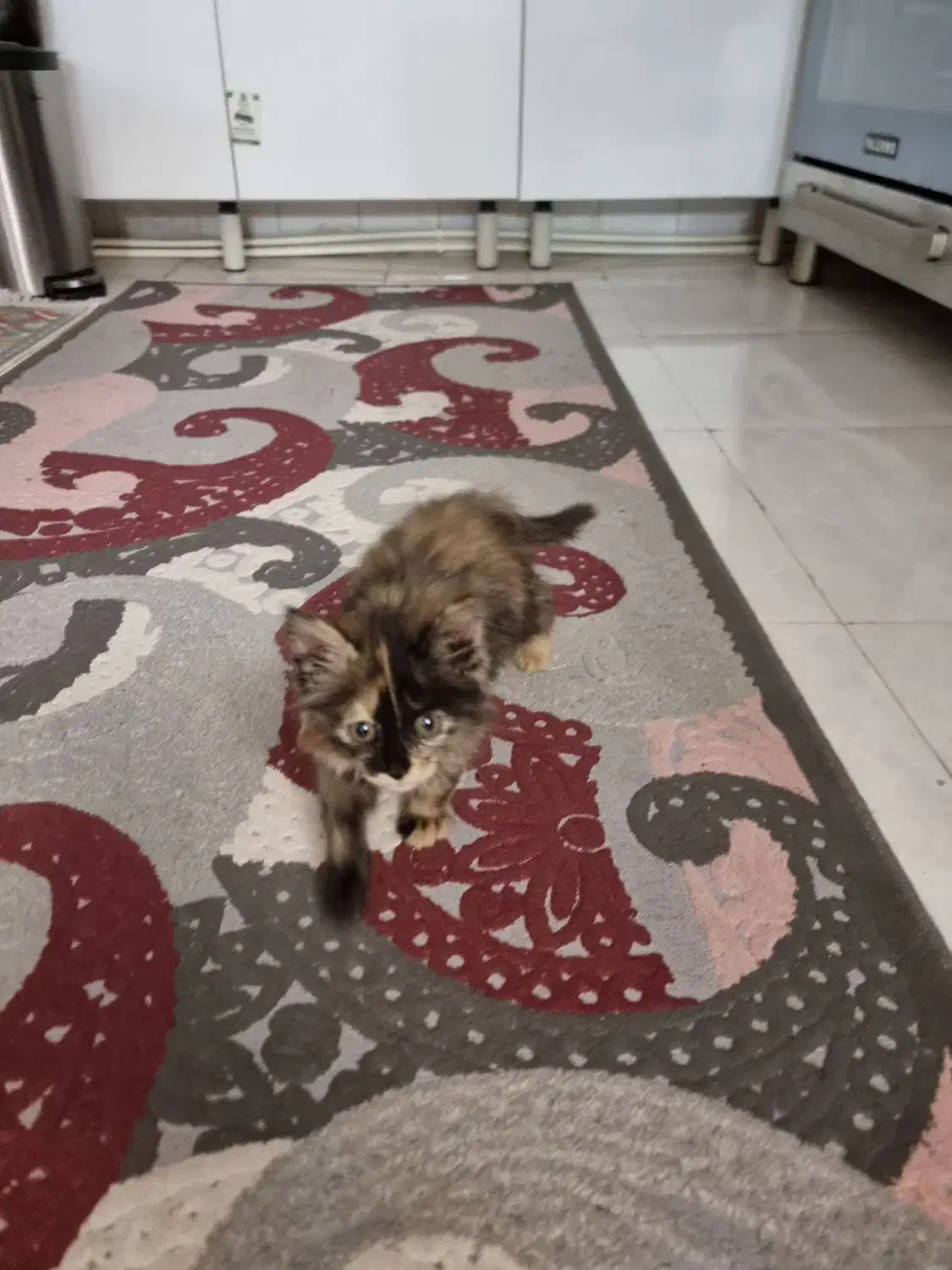 گربه پرشین|گربه|تهران, مختاری|دیوار