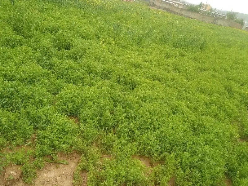 یونجه|عمده‌فروشی|شهریار, بکه|دیوار