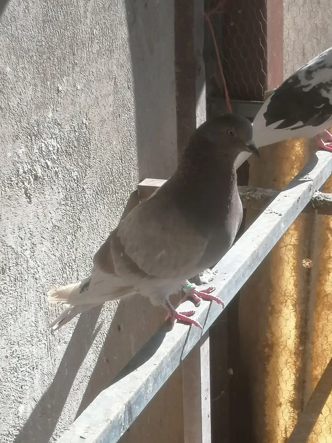 کبوتر نر پیس|پرنده|قم, تولید دارو و یخچال|دیوار