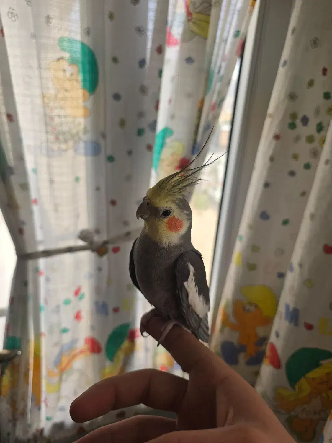 عروس نروماده دستی|پرنده|گرمی, |دیوار