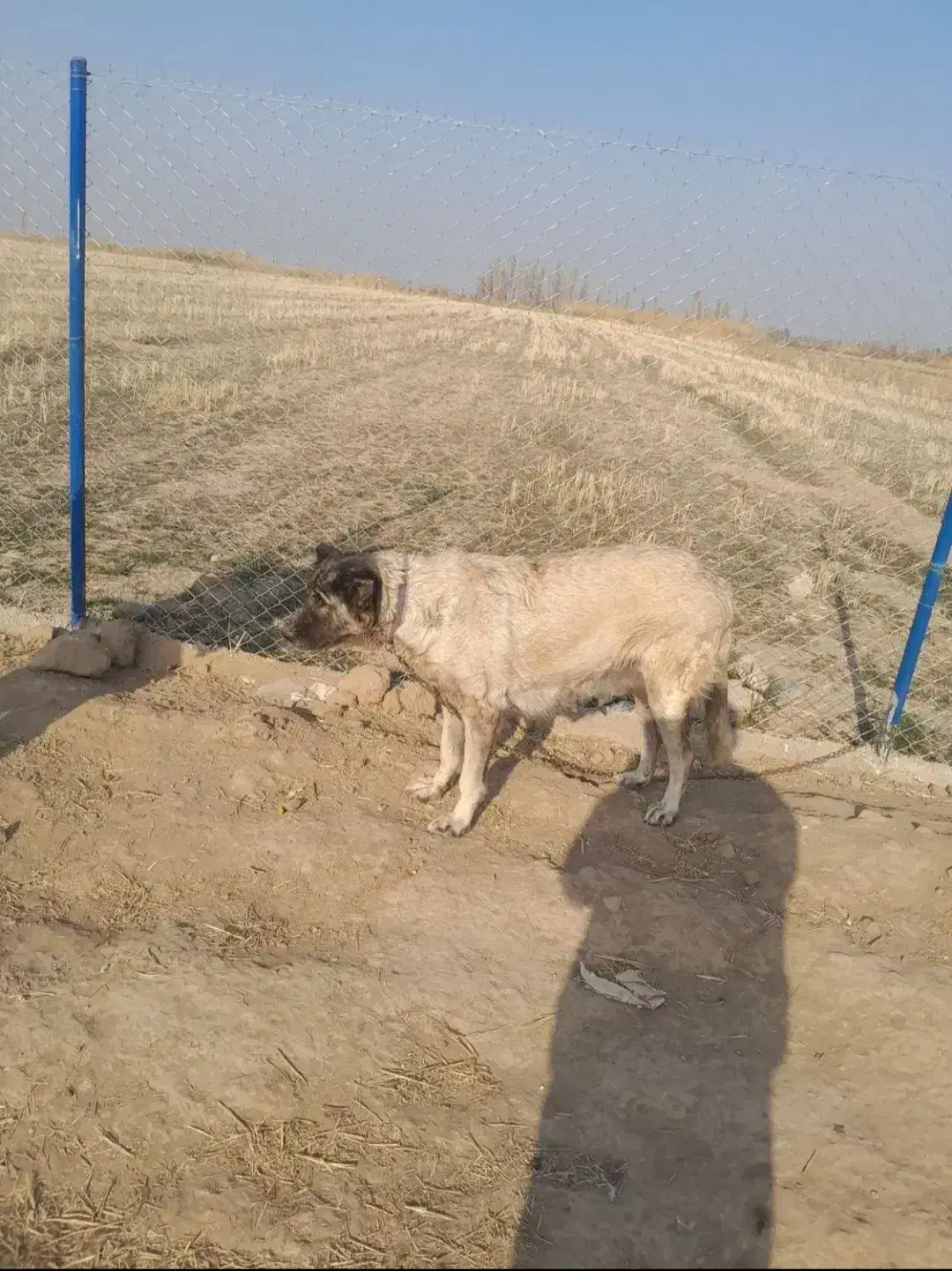 سگ سرابی ماده|سگ|شوط, |دیوار