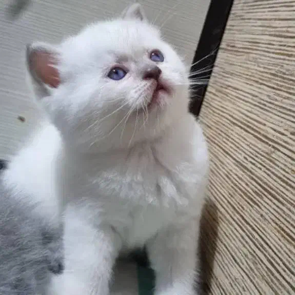 واگذاری گربه چشم آبی|گربه|سمنان, |دیوار