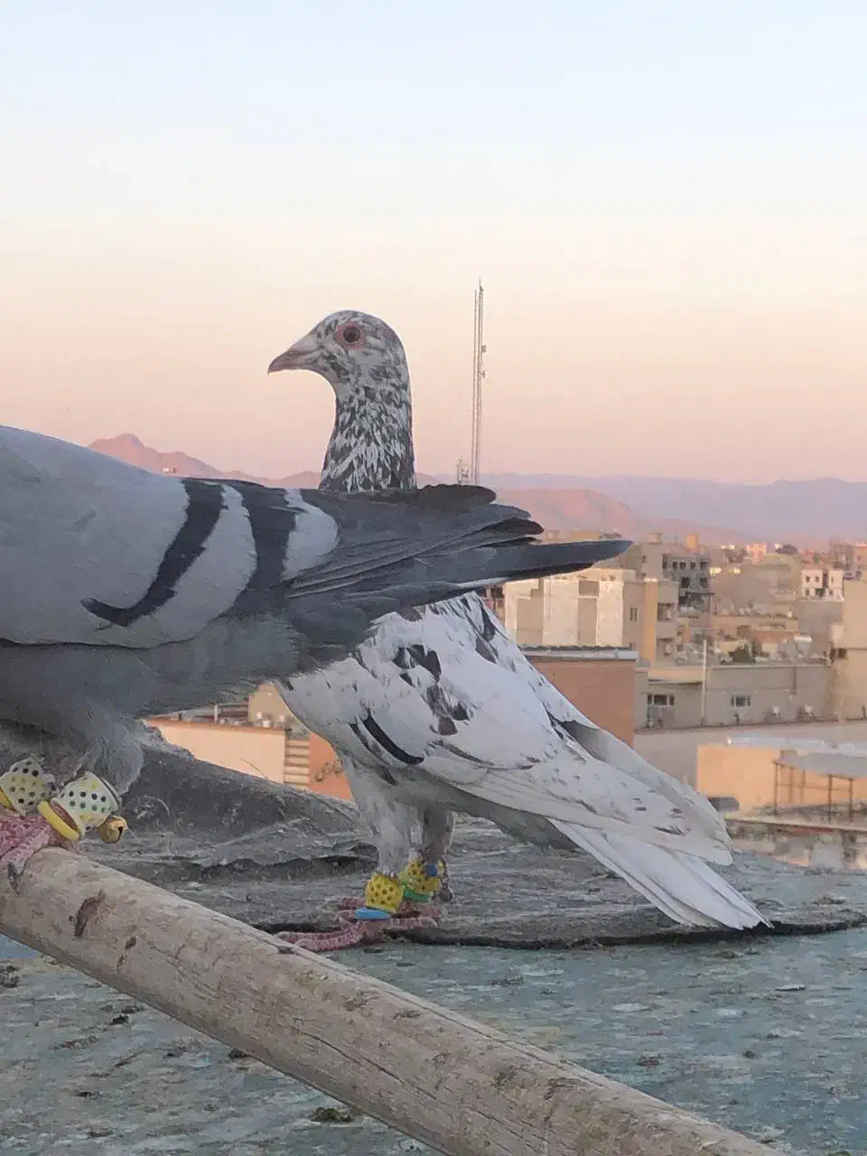 حدود ۶۰ عدد پرنده جوان نگین زدخوردی ضمانتی|پرنده|تربتحیدریه, مظفریه|دیوار