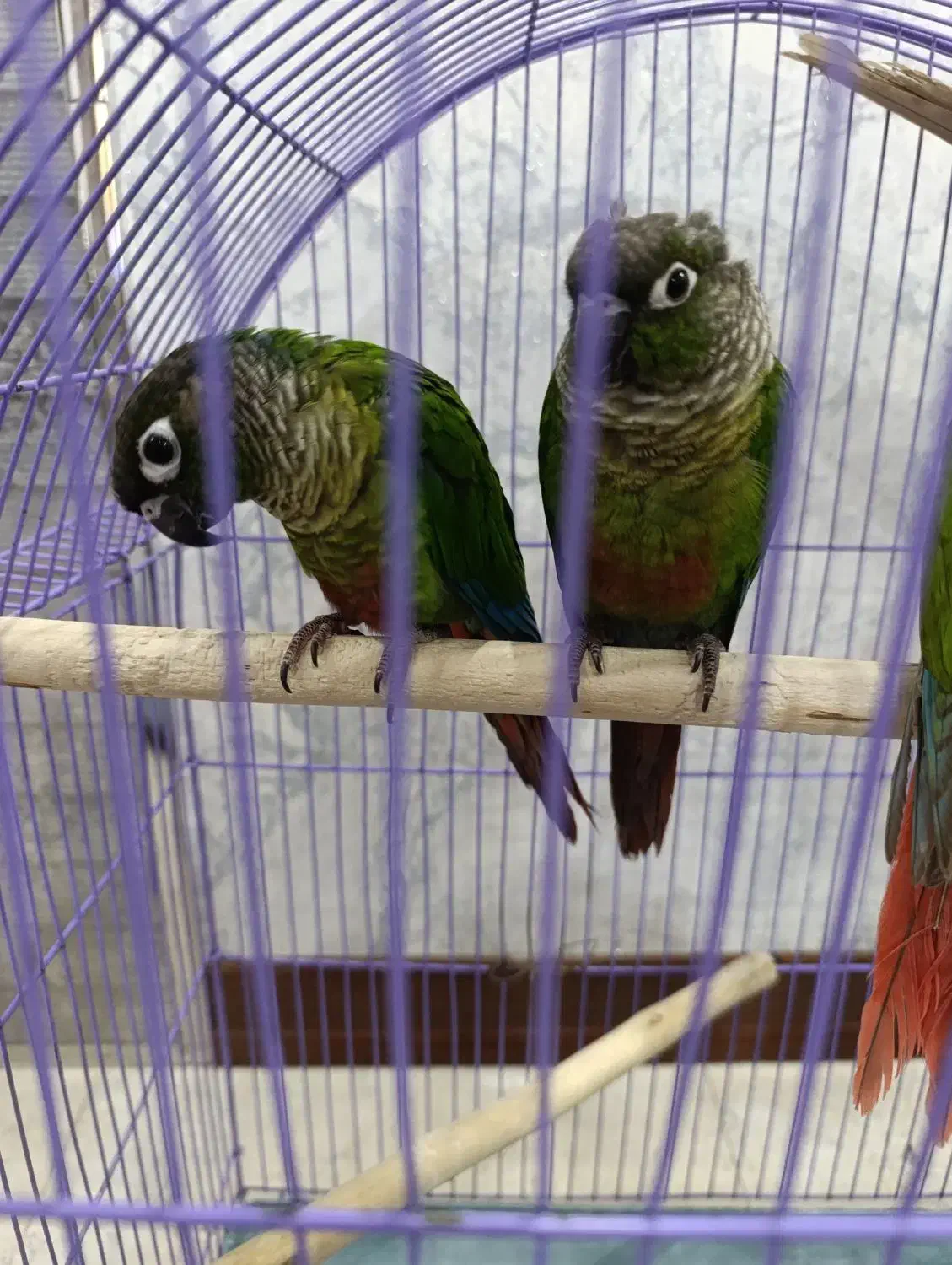 طوطی|پرنده|ری, دیلمان|دیوار