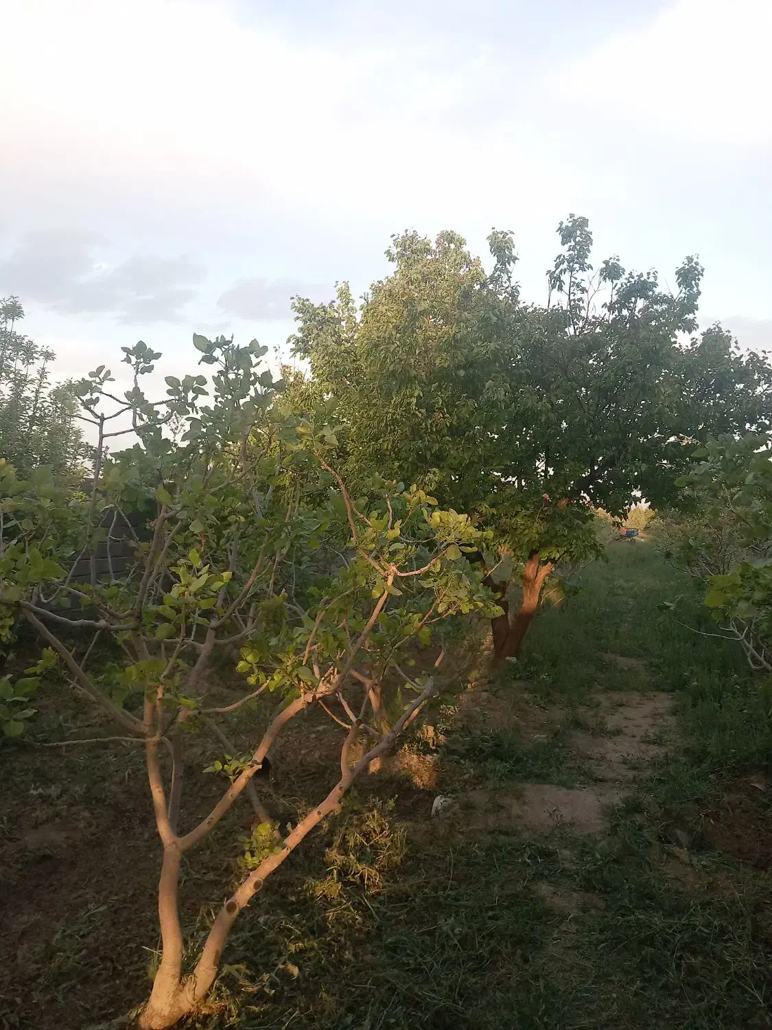 باغ ۱۰ساله|فروش دفتر صنعتی، کشاورزی، تجاری|زاویه, |دیوار