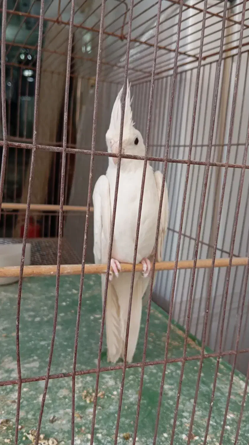 عروس هلندی البینو نردستی|پرنده|قم, انسجام|دیوار