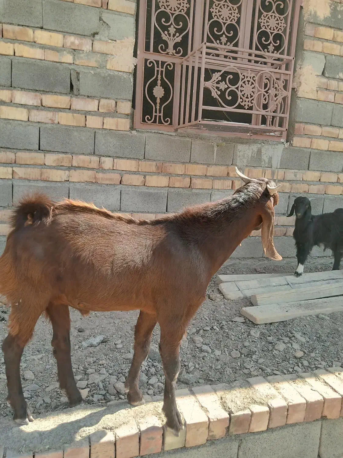 نر جوان نسلدار|حیوانات مزرعه|پیپ, |دیوار