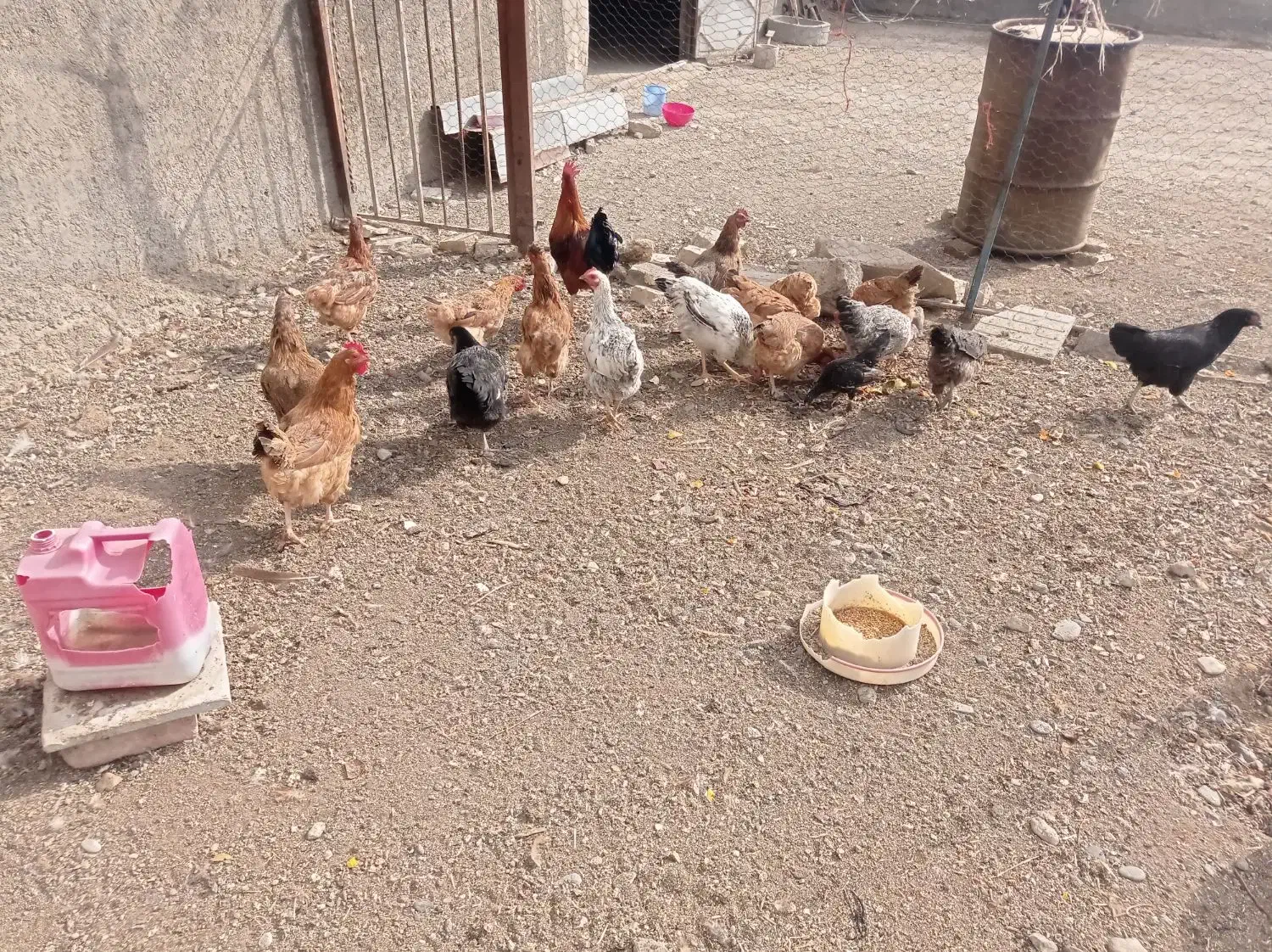 مرغ محلی|حیوانات مزرعه|سیلاخور, |دیوار