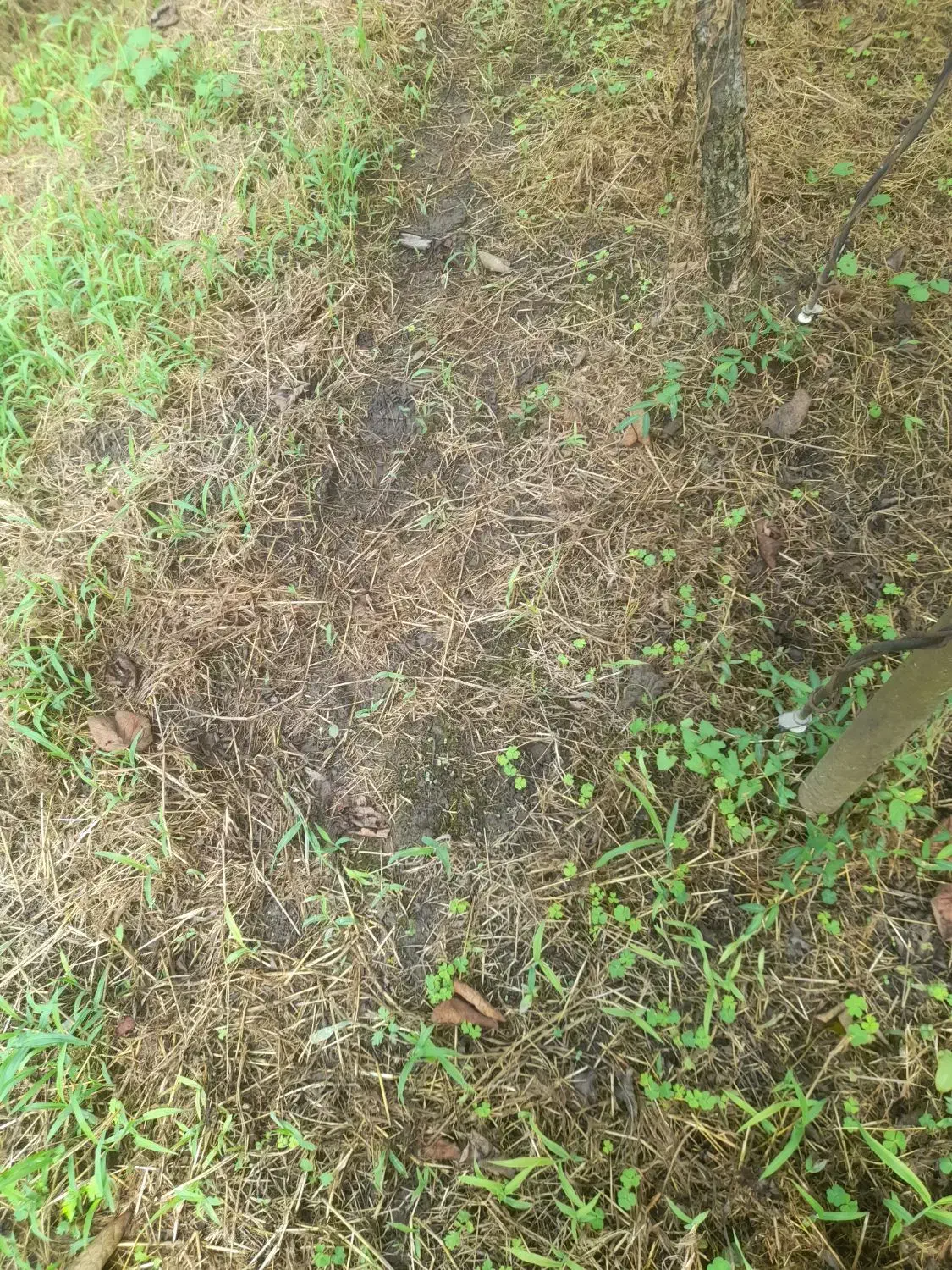 زمین کشاورزی|اجارهٔ دفتر صنعتی، کشاورزی، تجاری|همدان, |دیوار