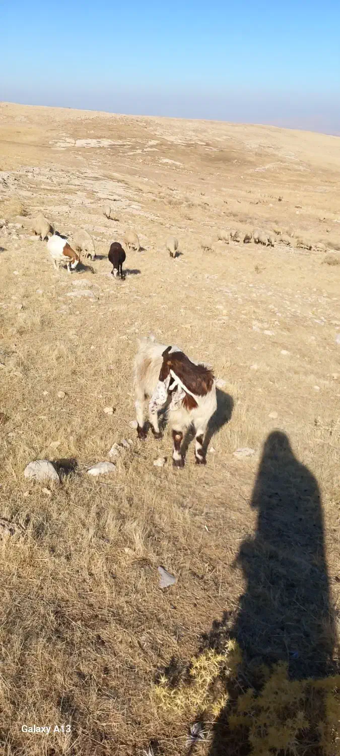 بزغاله داشتیدرجه یک|حیوانات مزرعه|سرپل ذهاب, |دیوار