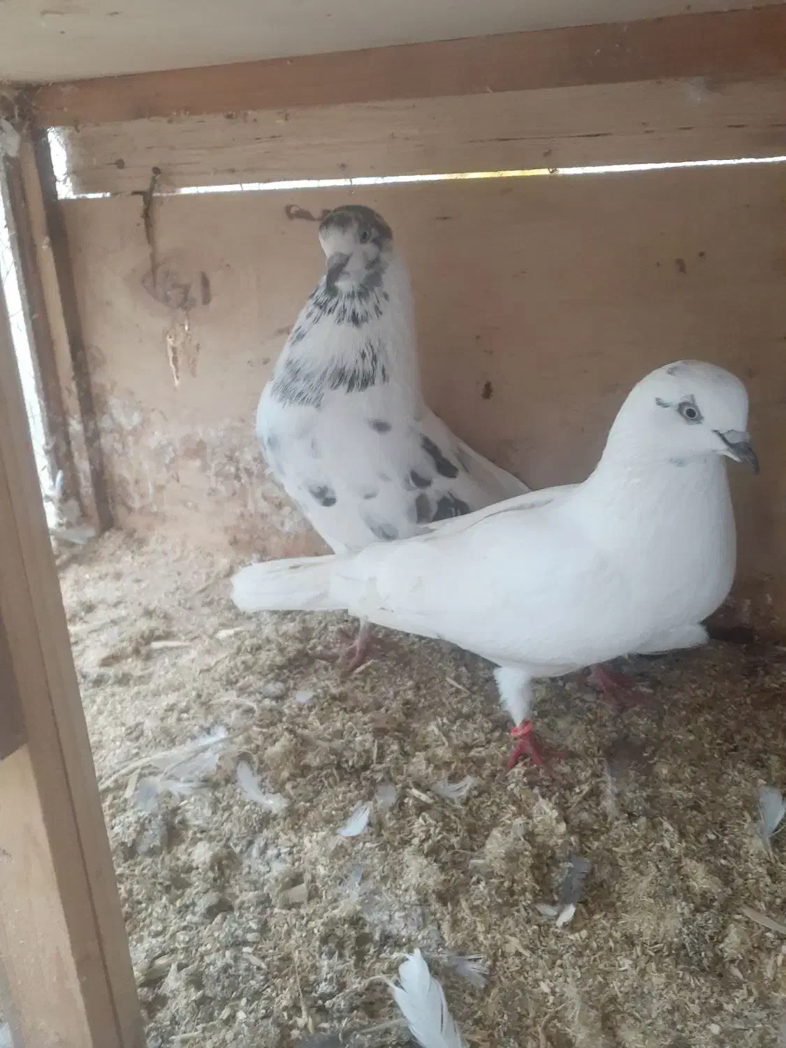 ۲جفت کفتر و چندتا تک|پرنده|رشت, یخسازی|دیوار