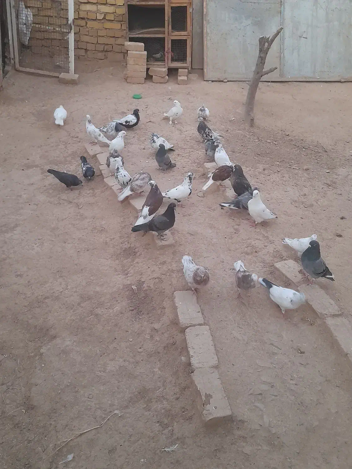 فروشی|پرنده|صائین قلعه, |دیوار