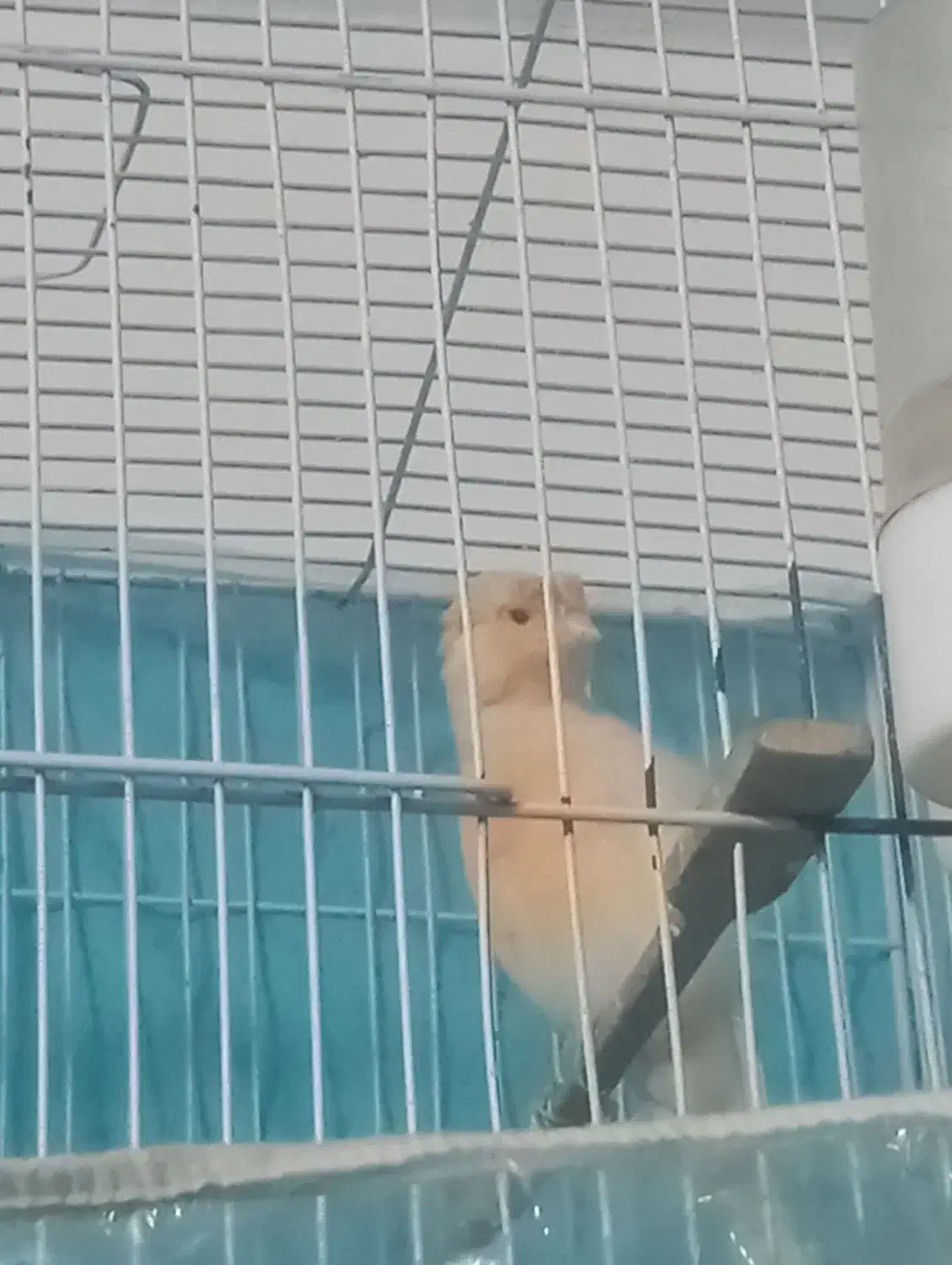 قناری نر جوجه پارسالی|پرنده|سبزوار, فیاض|دیوار