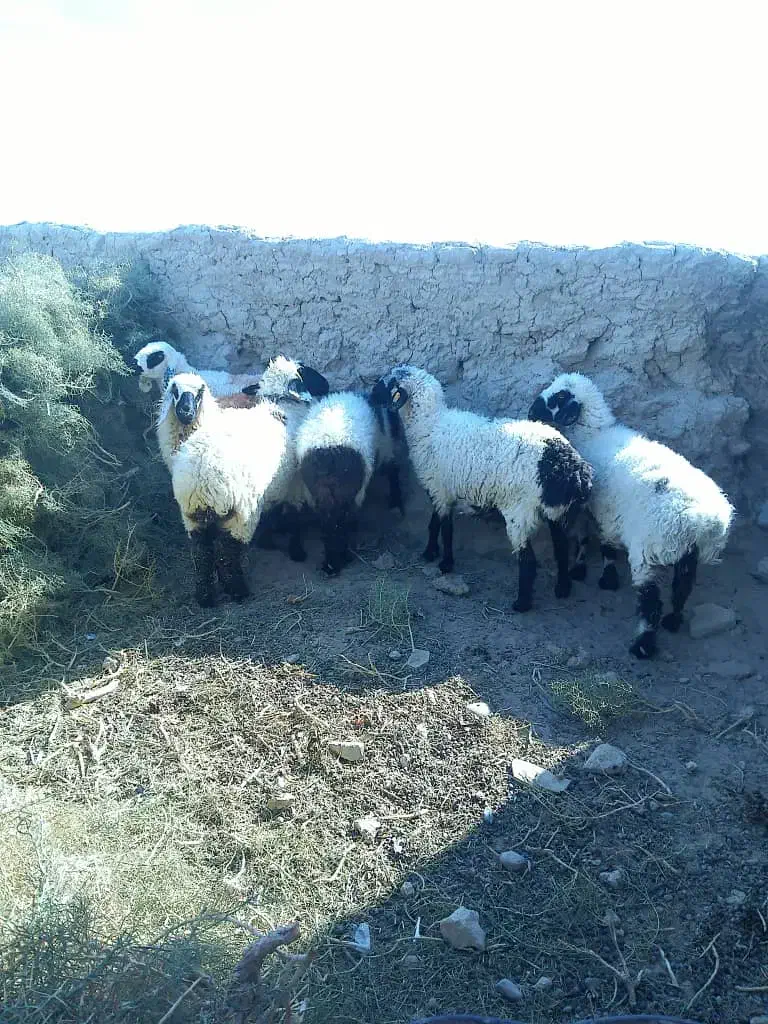 گوسفند|حیوانات مزرعه|زابل, |دیوار