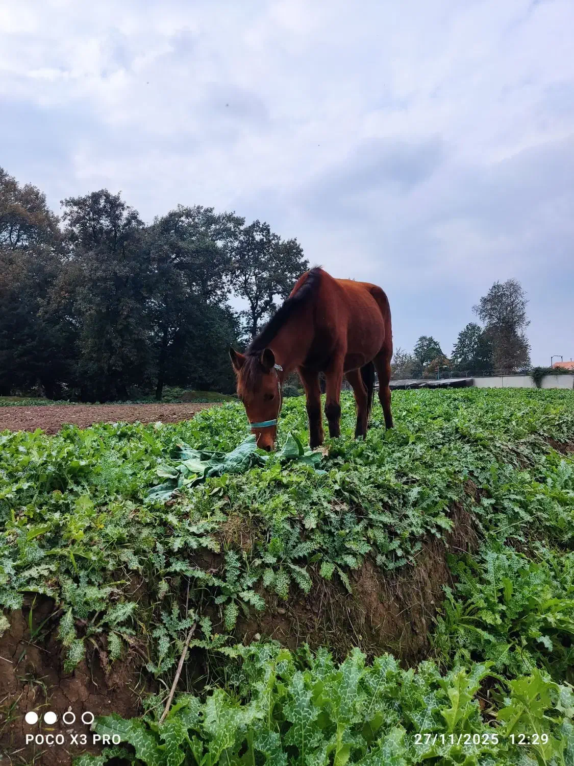 مادیان 7ماه شکم داره کرش هم 8ماهه|اسب و تجهیزات اسب‌سواری|گرگان, |دیوار