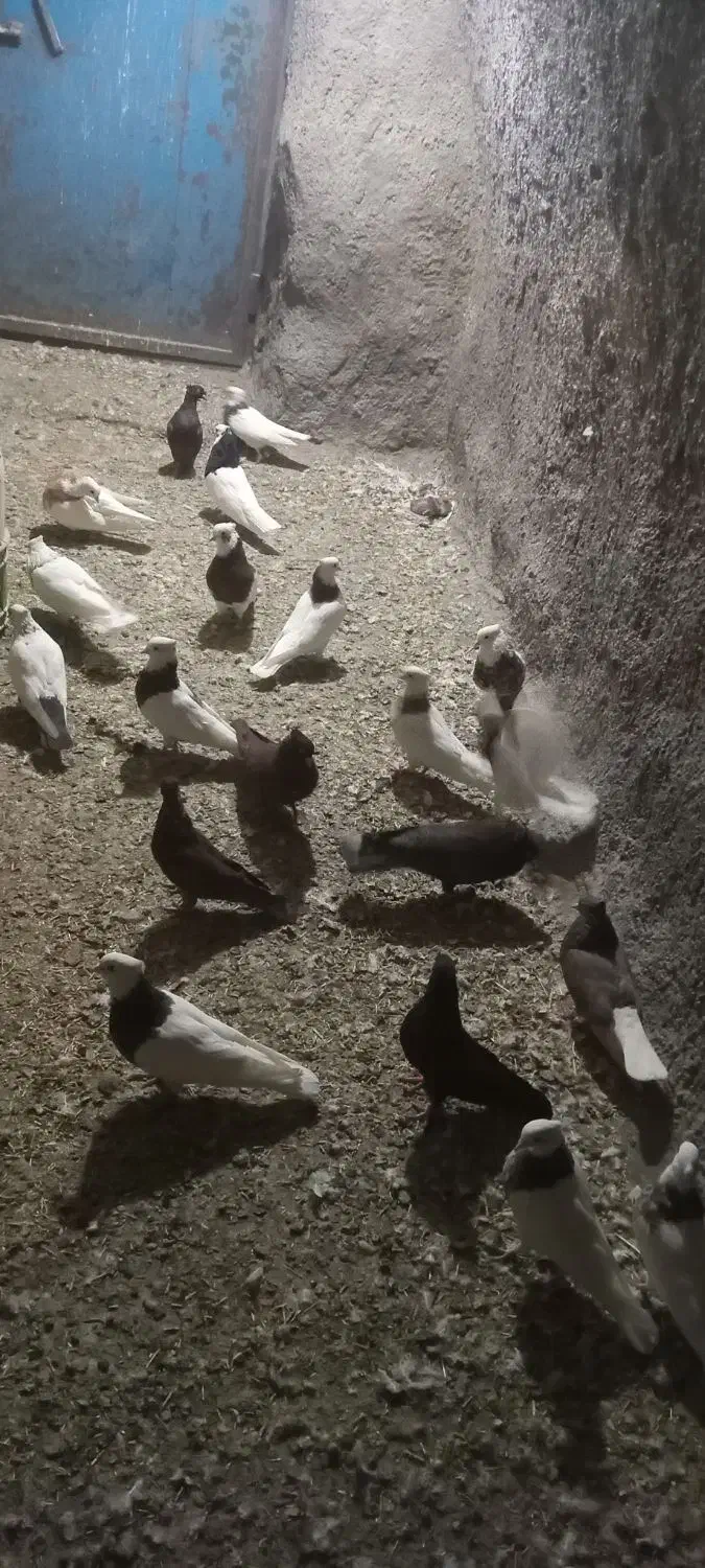 کبوتر طوقی|پرنده|سنقر, |دیوار