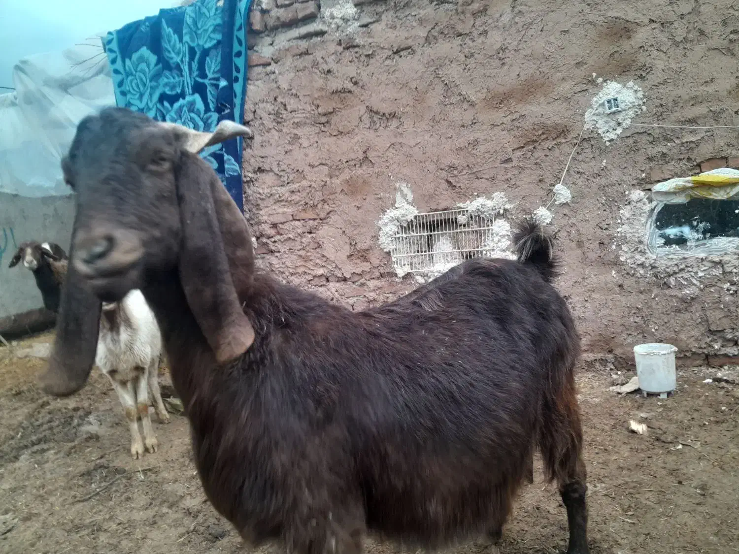 شاه بز پاکستانی|حیوانات مزرعه|تربت‌حیدریه, بازار|دیوار