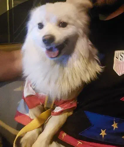 سگ خانگی اصل  آموزش دیده باهوش|سگ|میاندوآب, |دیوار