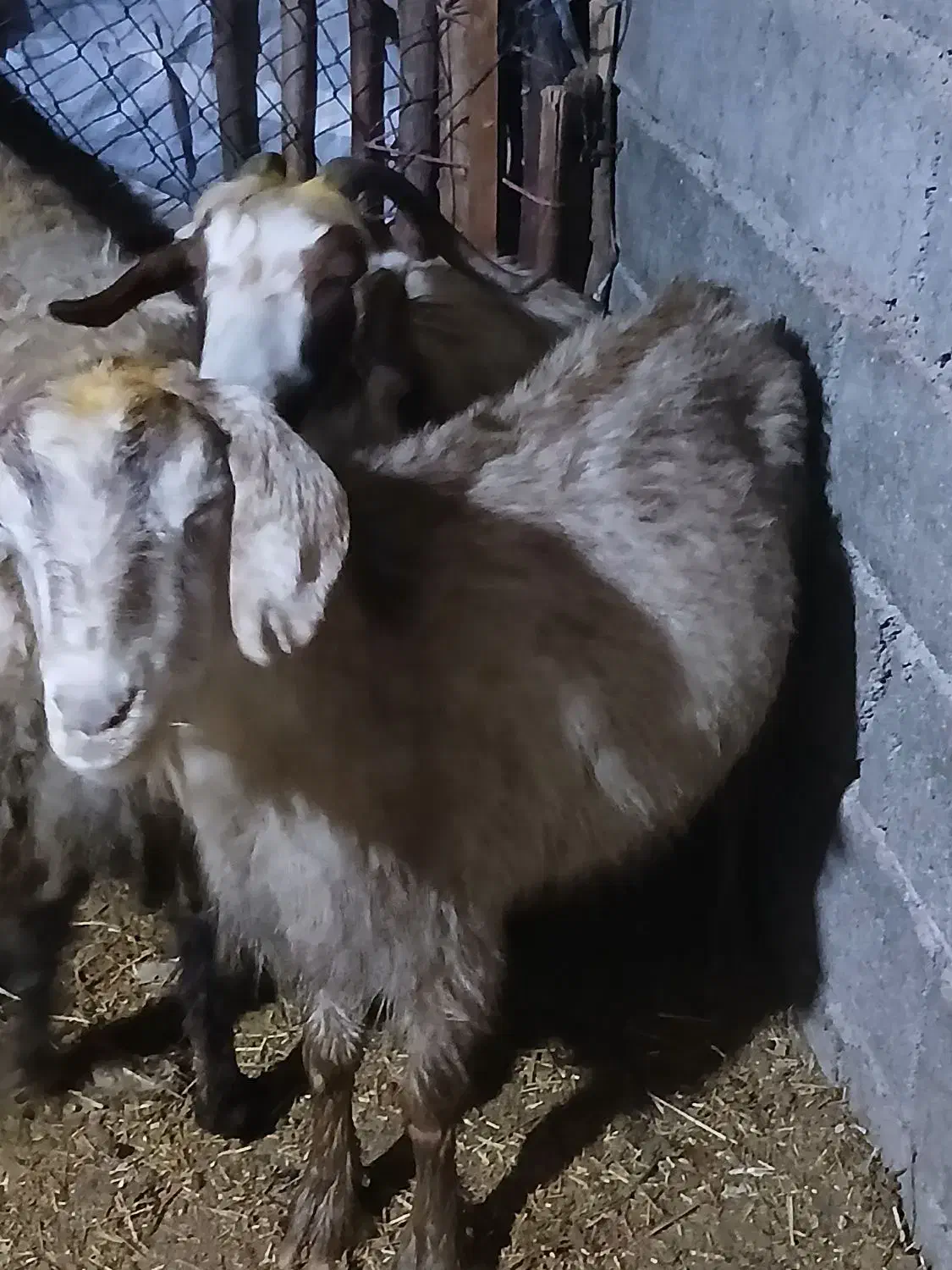 ۳عدد توشتیر تمام بتنی پروار|حیوانات مزرعه|ملکشاهی, |دیوار