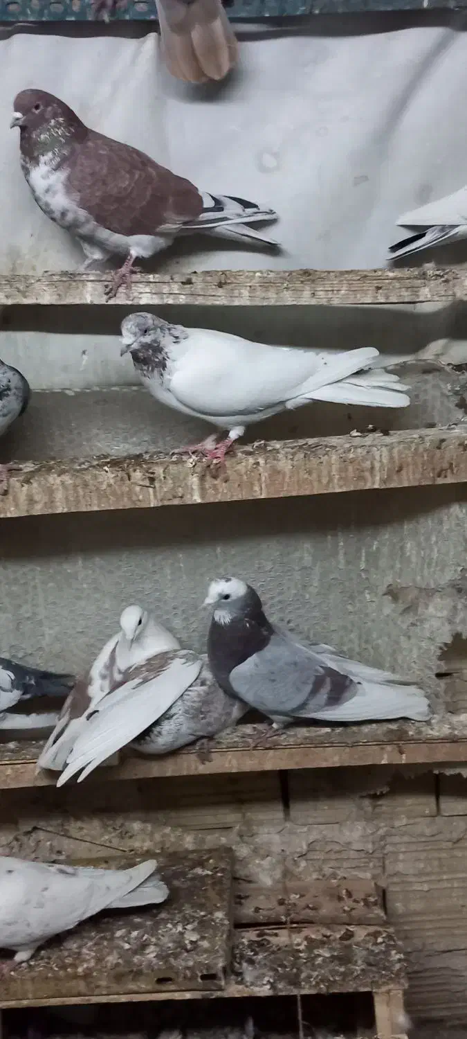 کفتر تهرانی|پرنده|بهارستان, |دیوار