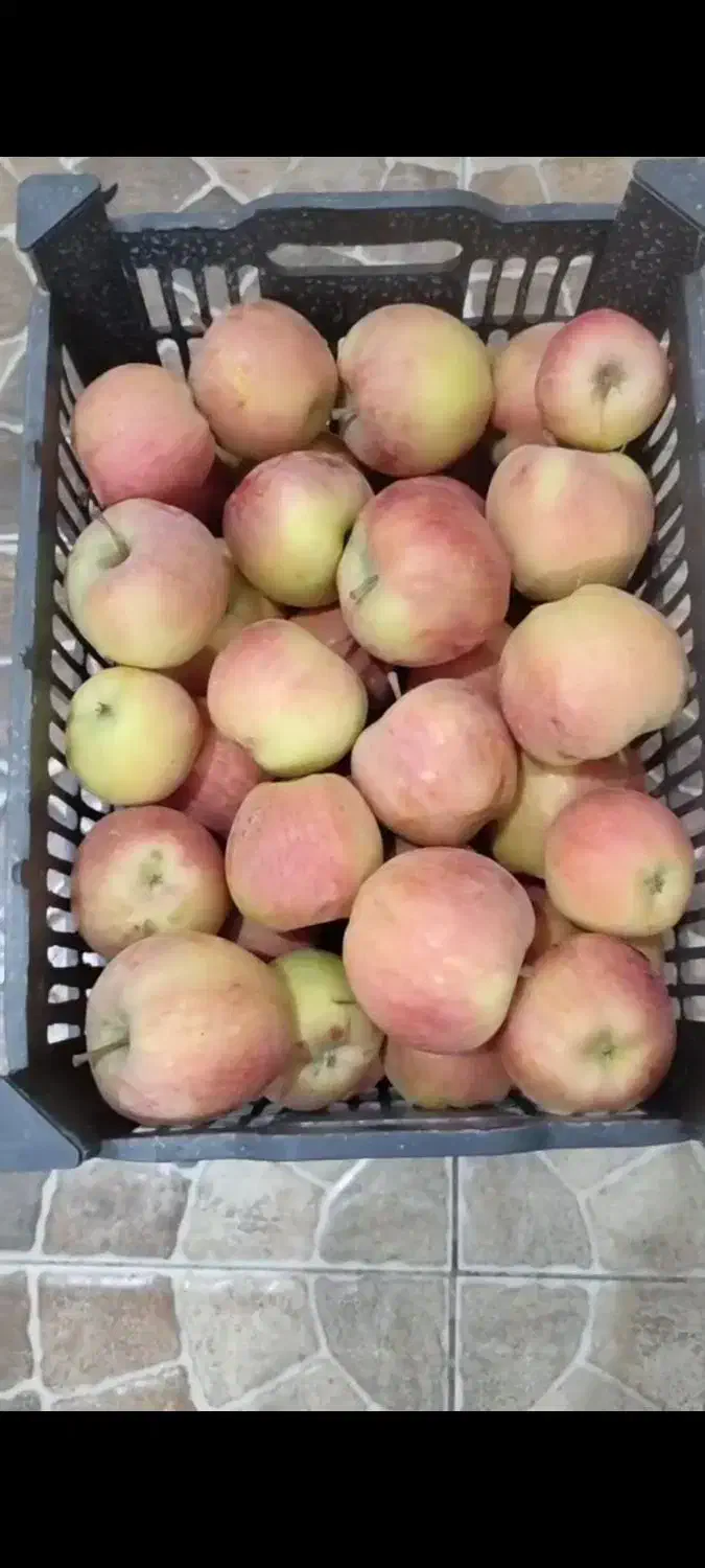 فروش سیب|عمدهفروشی|نقده, |دیوار