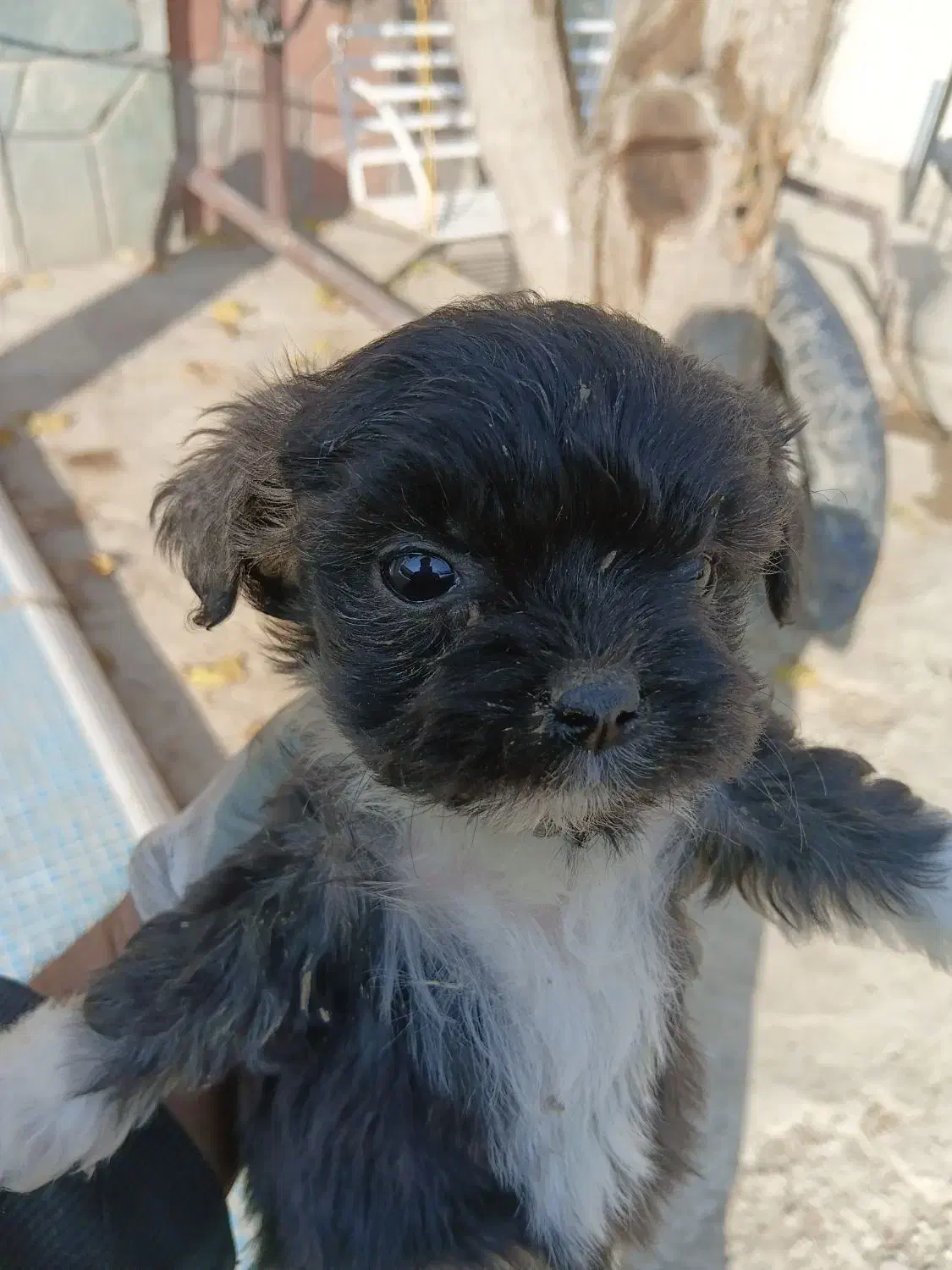 واگذاری پامر اشپیتز ۶عدد|سگ|چهارباغ, |دیوار