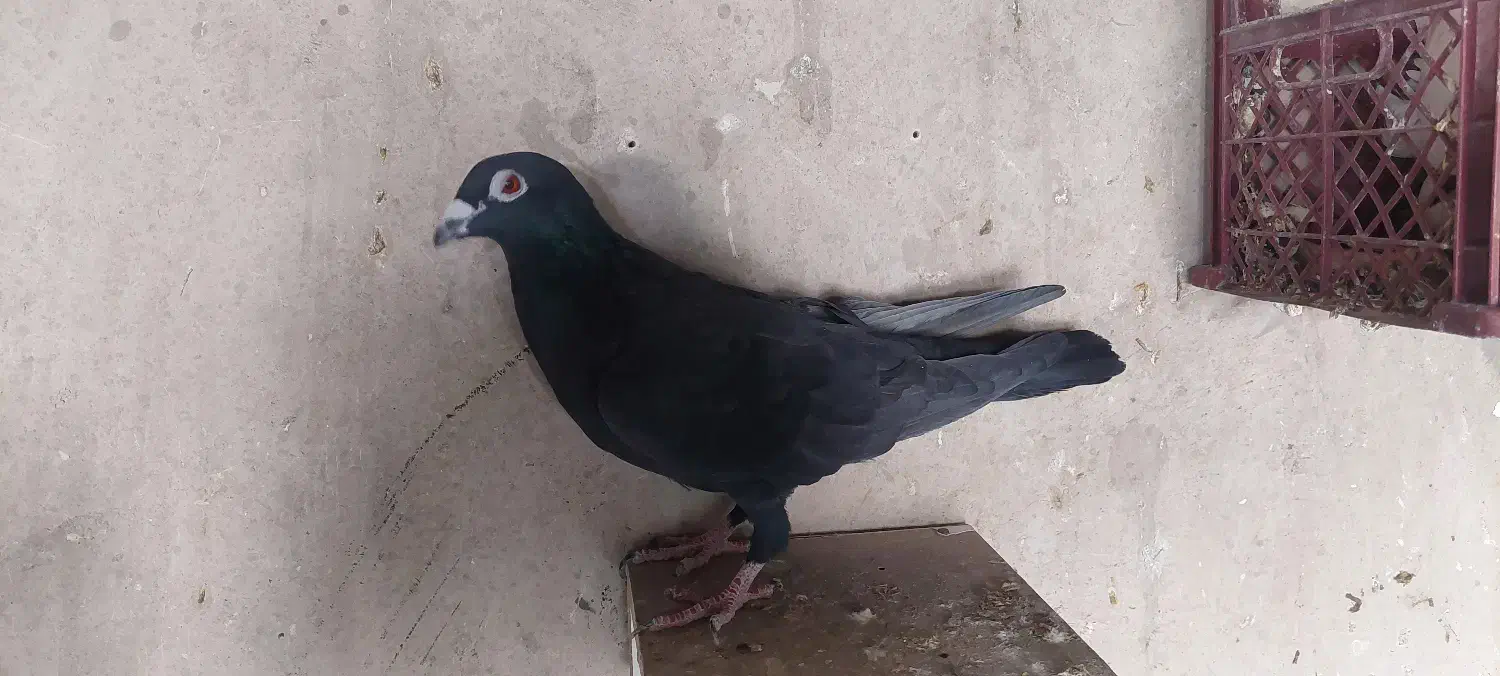 کبوتر|پرنده|اوز, |دیوار