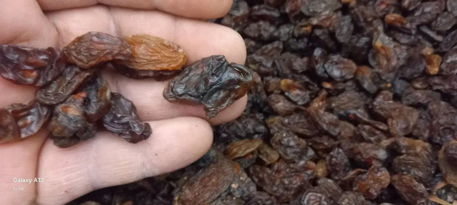 کشمش افتابی امسالی|خوردنی و آشامیدنی|اصفهان, نصرآباد|دیوار