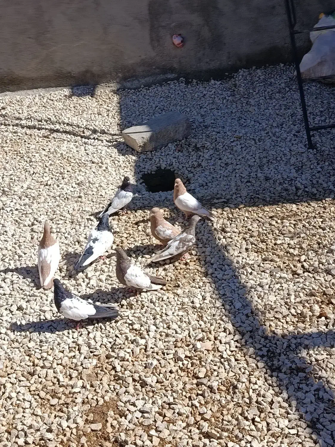 کفتر|پرنده|کبودرآهنگ, |دیوار