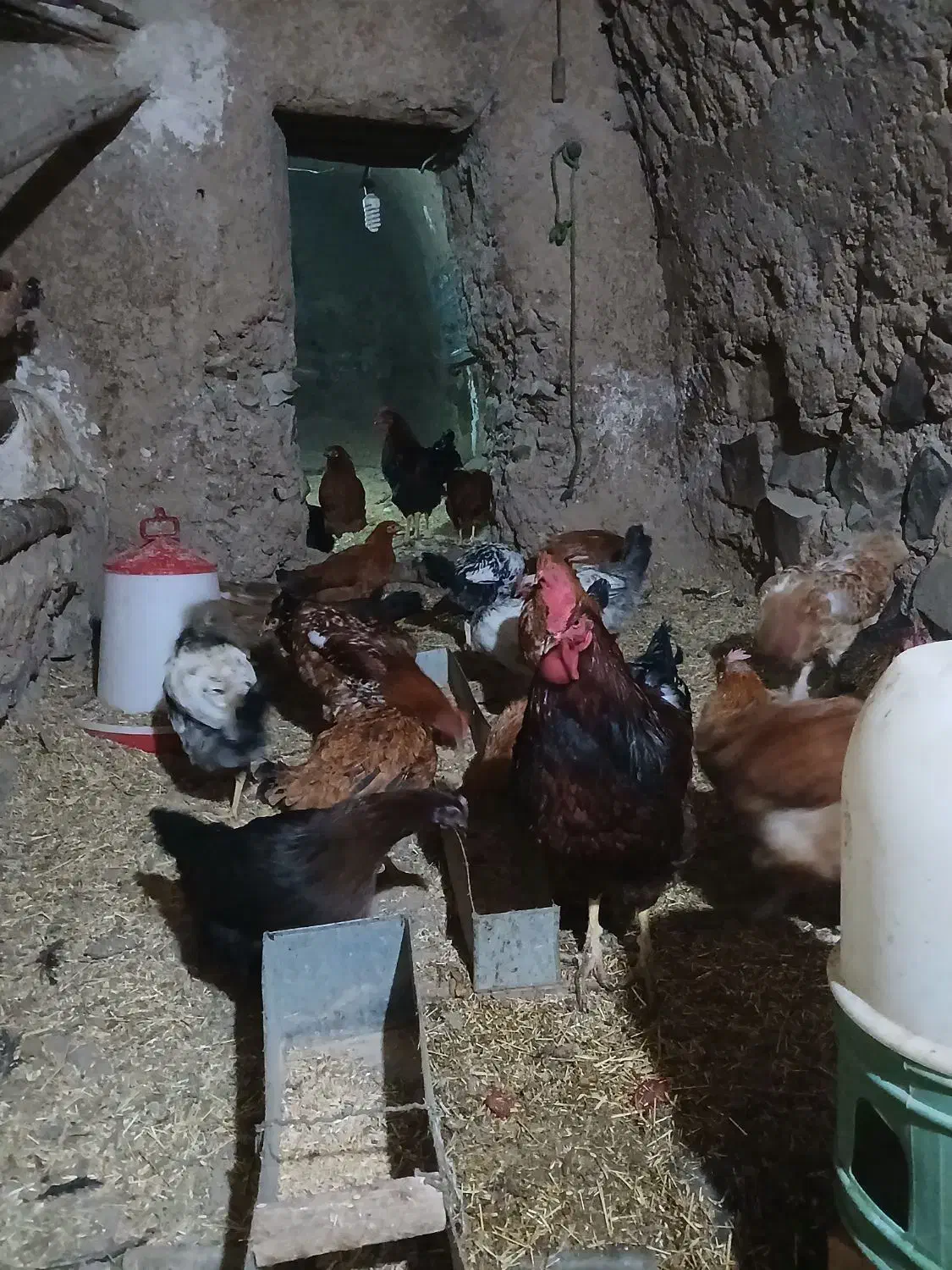 خروس|حیوانات مزرعه|ابهر, |دیوار