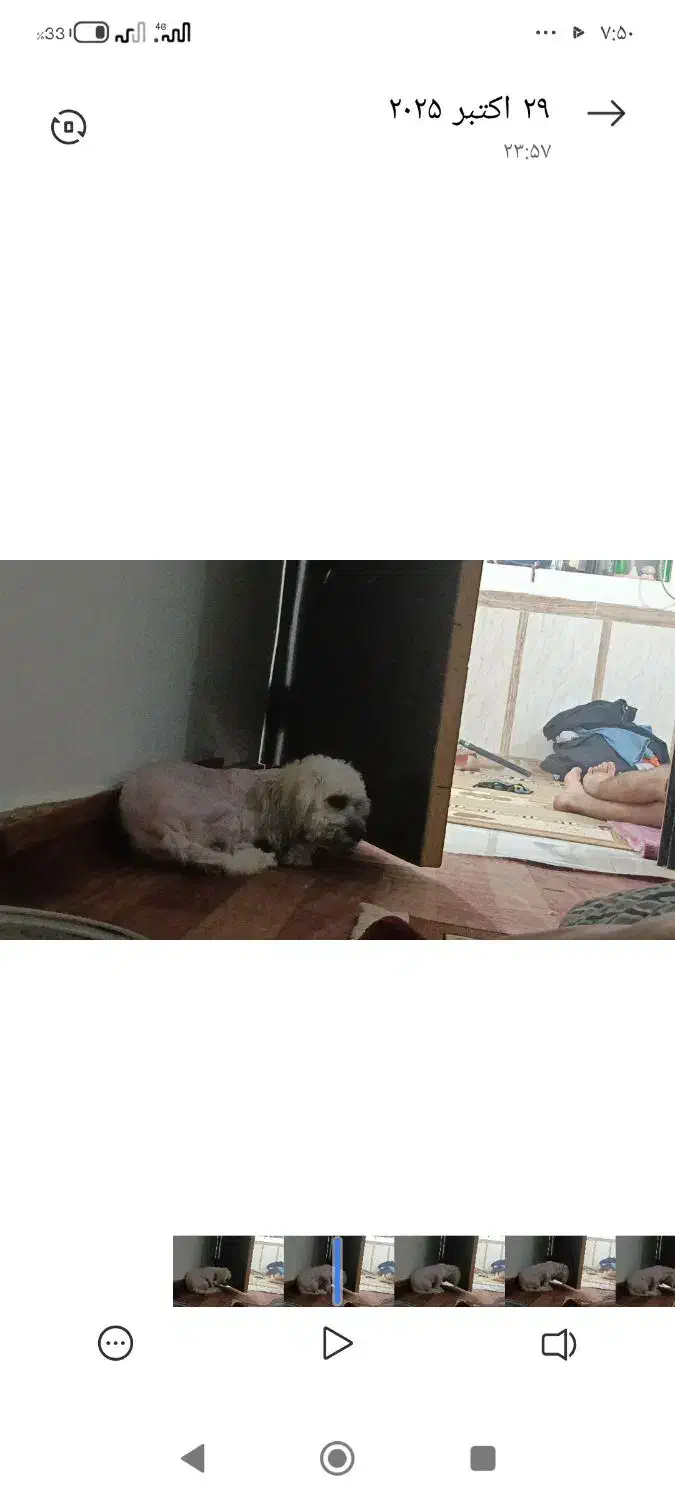 گمشده|حیوانات|قشم, |دیوار