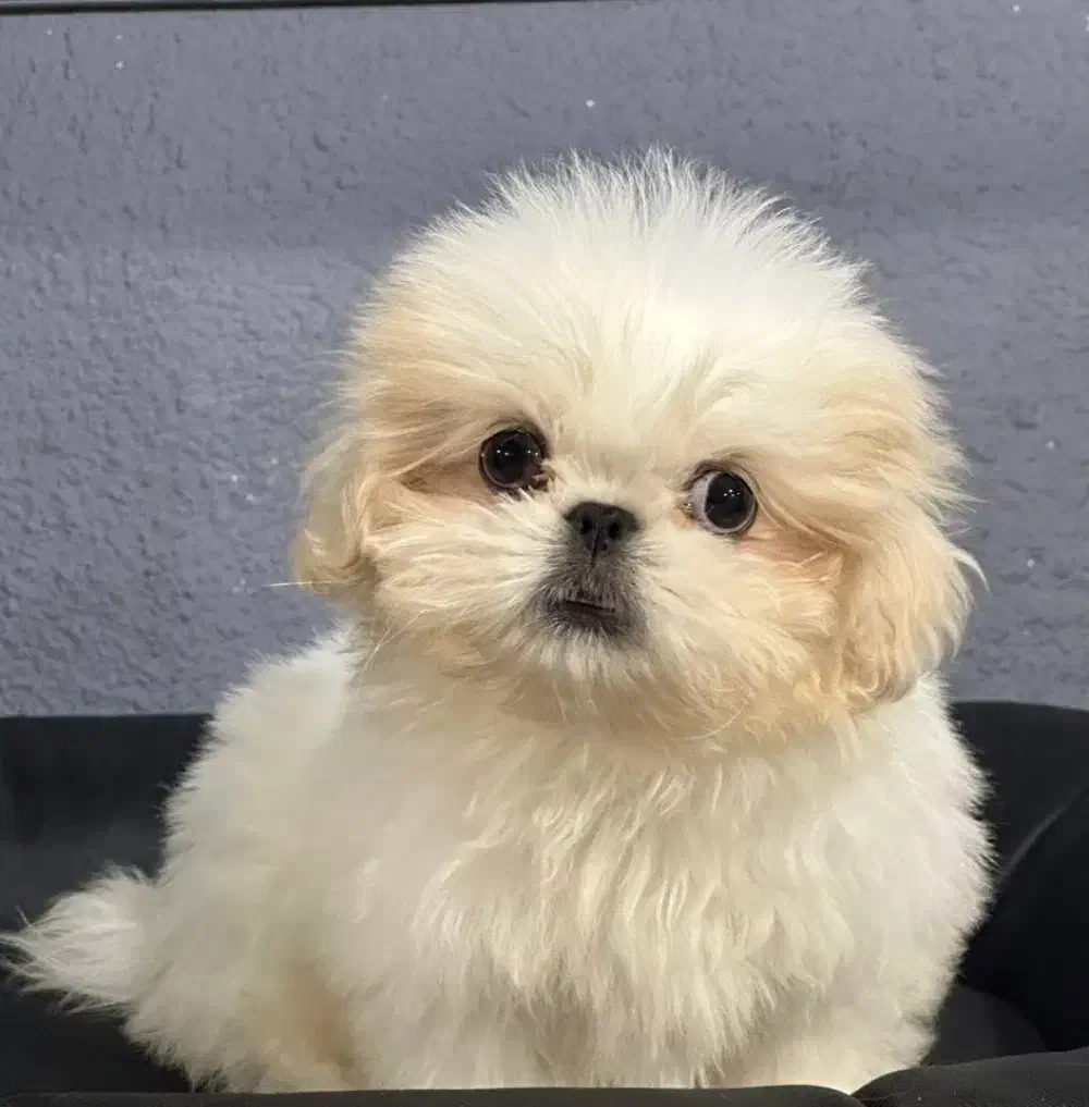 شیتزوپودل|سگ|تهران, شوش (باغ آذری)|دیوار