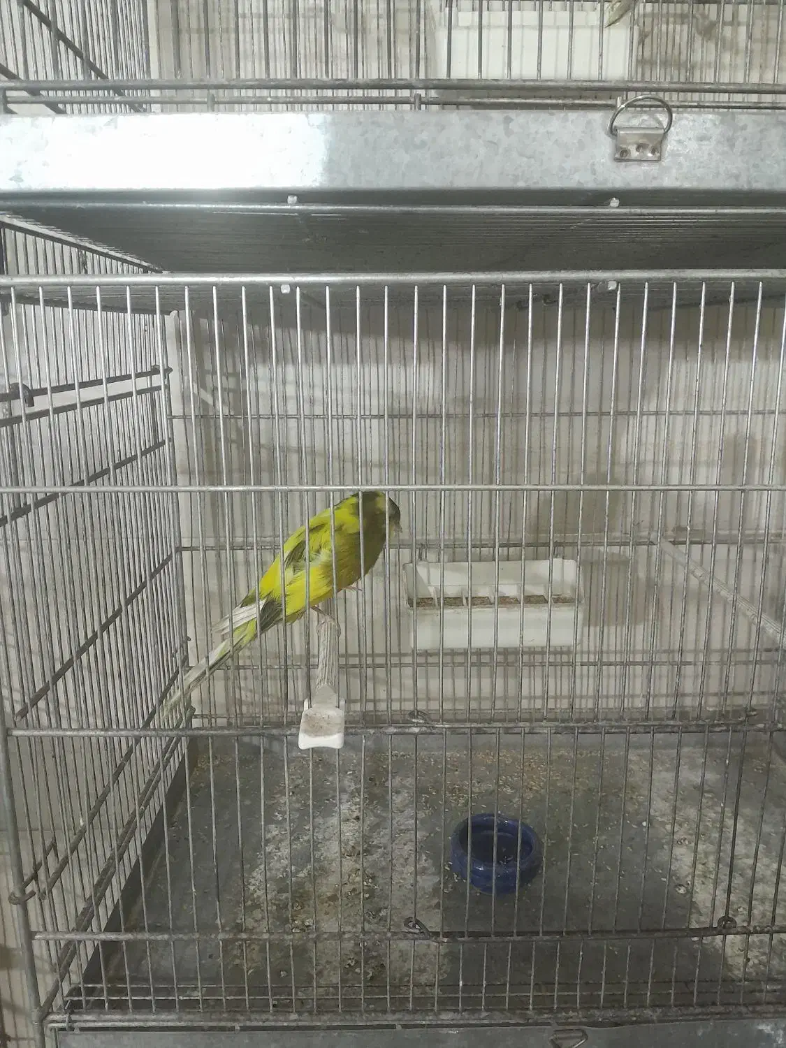 قناری رسمی بلند|پرنده|پاکدشت, پاکدشت (مامازند)|دیوار