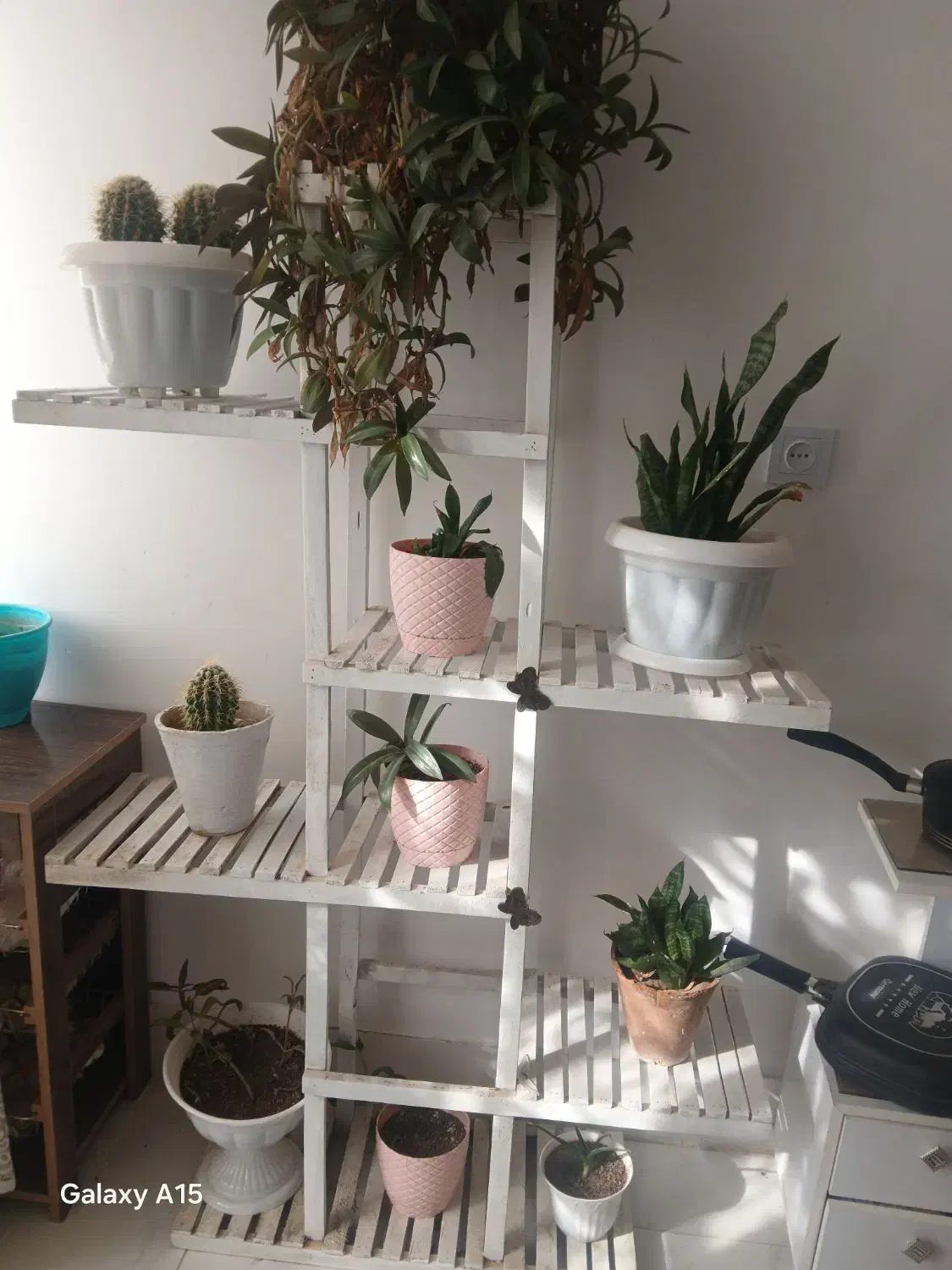 استندگل|گل و گیاه طبیعی|تربتحیدریه, میدان مرکزی|دیوار