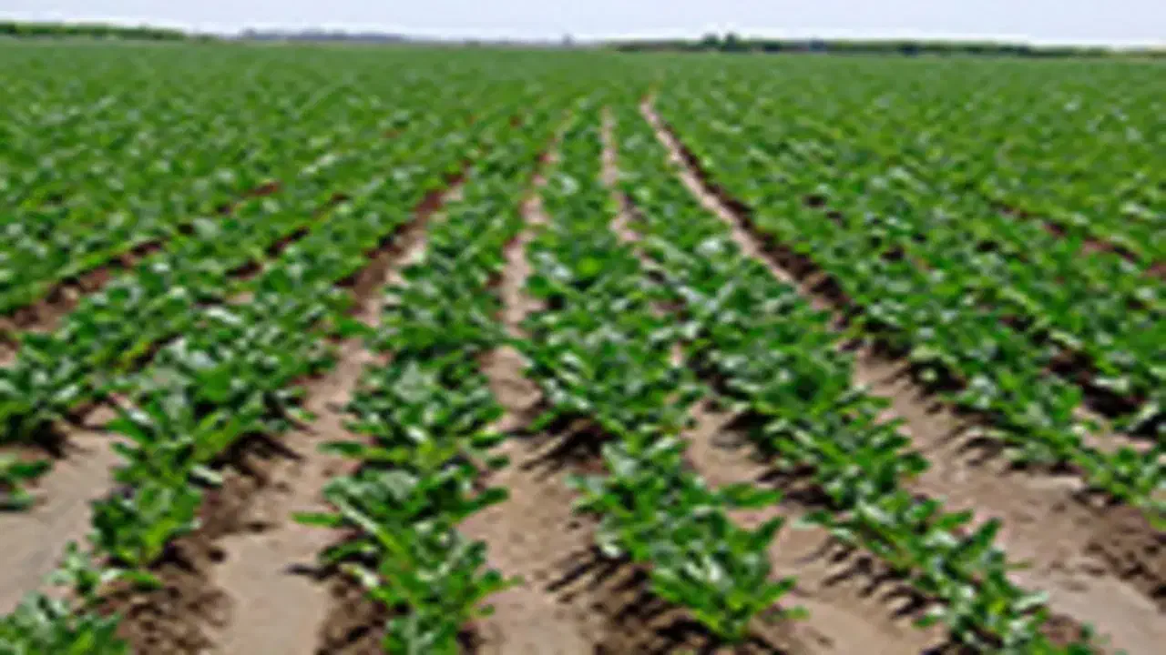 اجاره 10هکتار زمین کشاورزی بارانی|اجارهٔ دفتر صنعتی، کشاورزی، تجاری|شیروان (لرستان), |دیوار