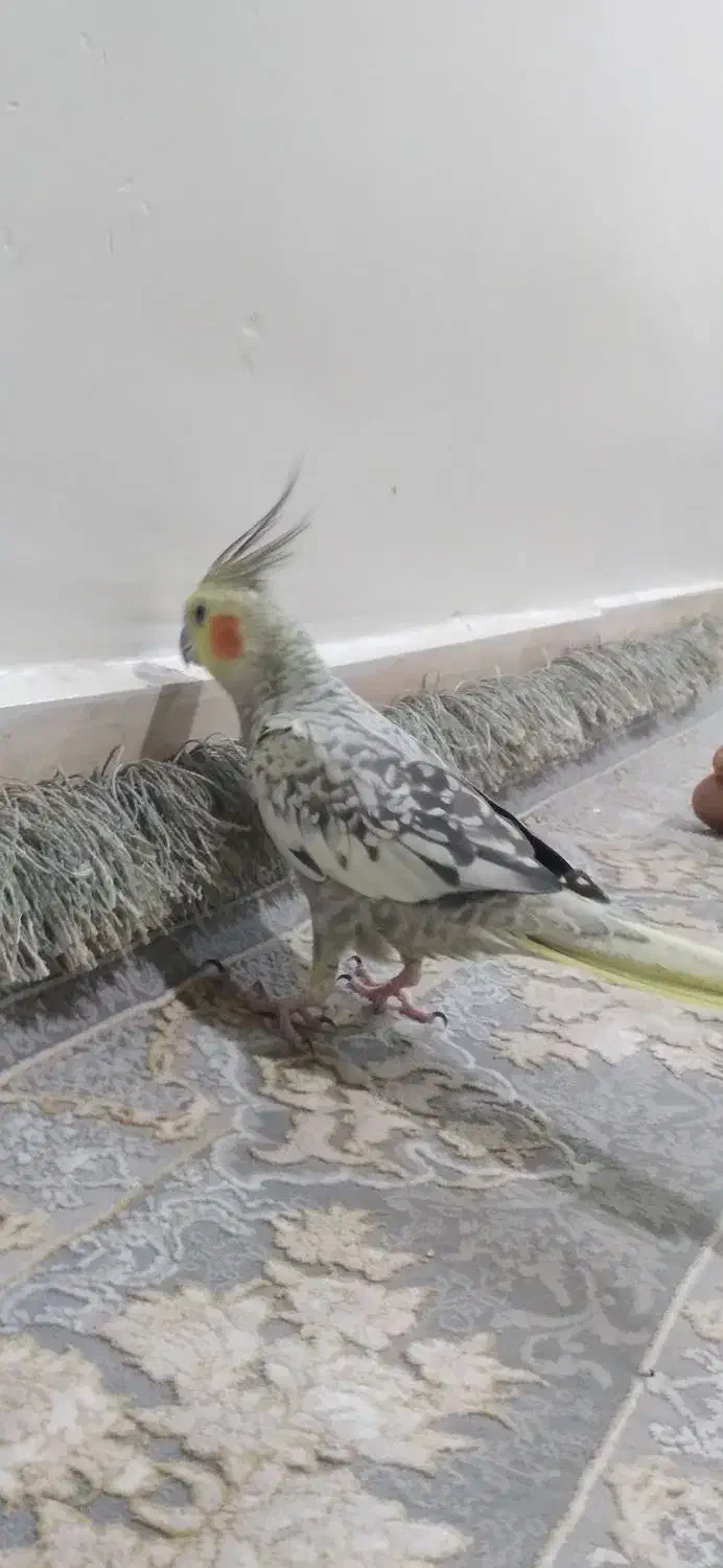 عروس هلندی|پرنده|ساوه, |دیوار