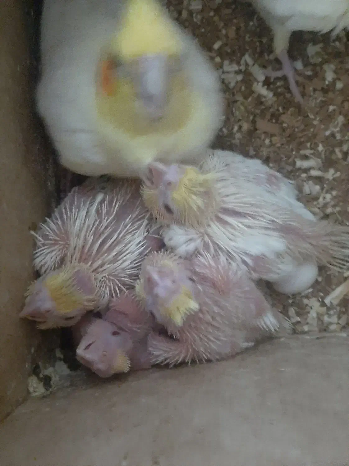 جوجه عروس هلندی|پرنده|بجنورد, |دیوار