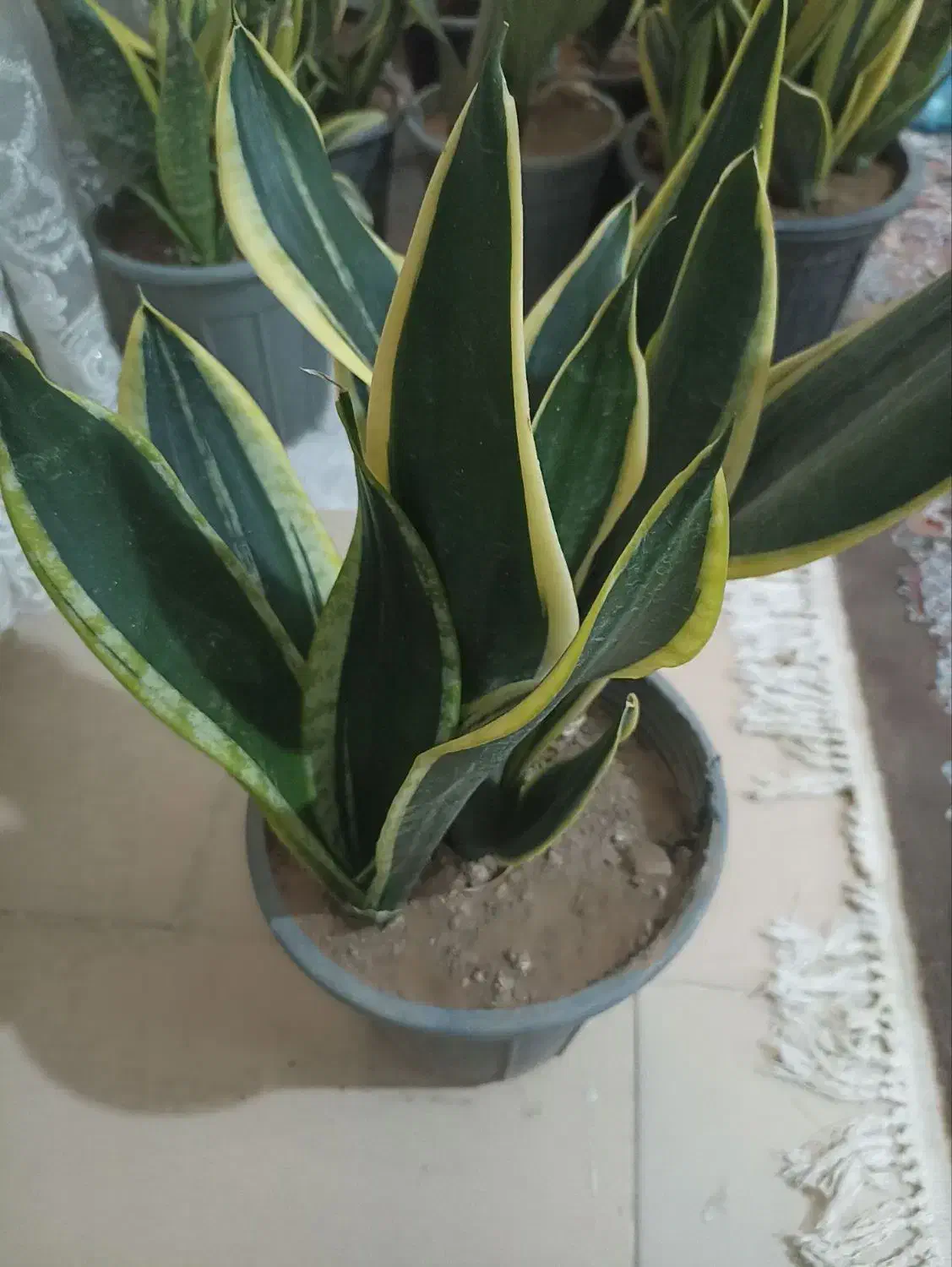 گل آپارتمانی|گل و گیاه طبیعی|محلات, |دیوار