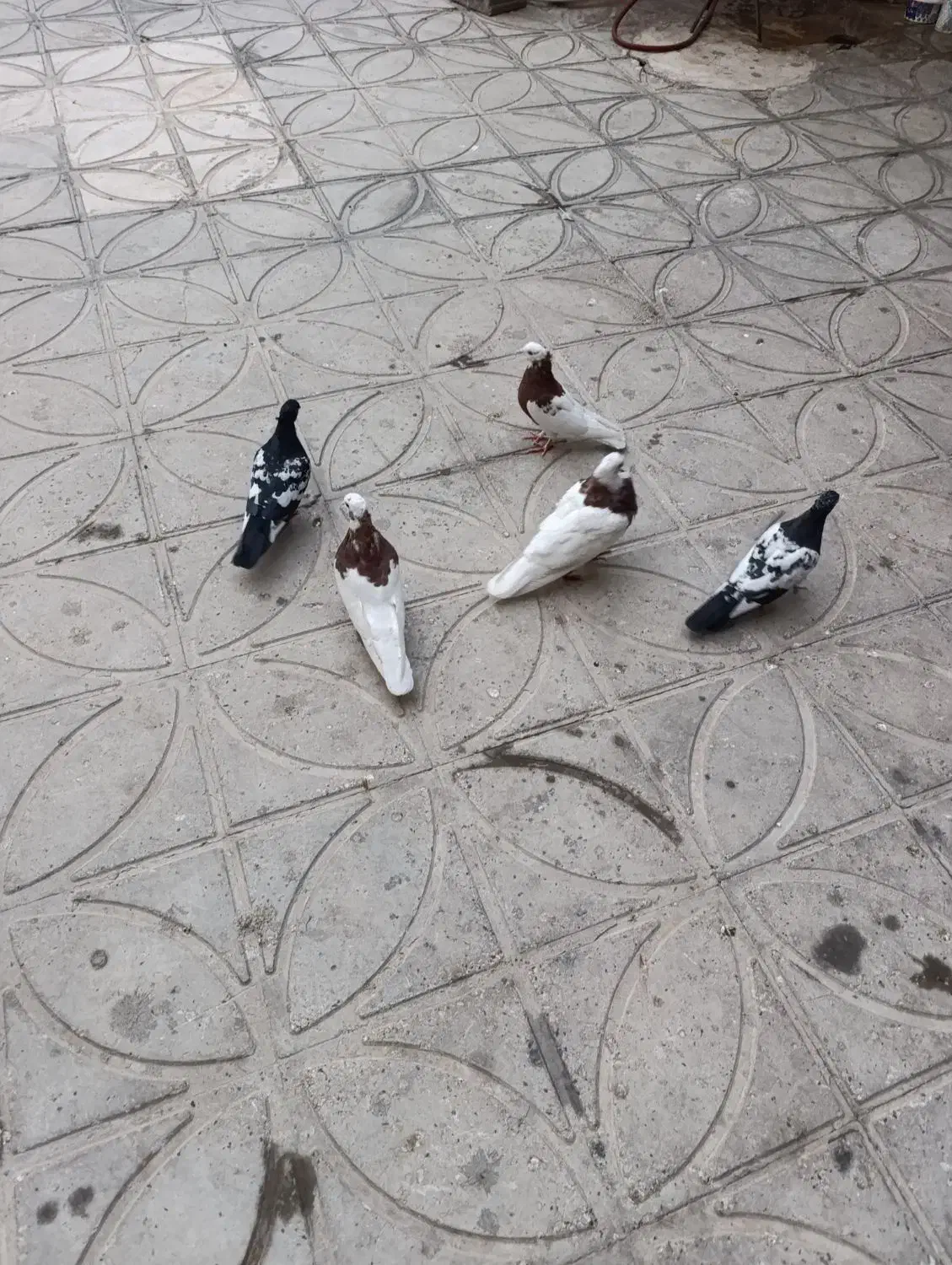 کبوتر|پرنده|شیراز, شهرک گلستان|دیوار
