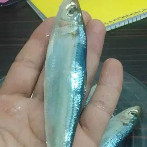 فروش ماهی ساردین و متوتا|ماهی|تهران, ایرانشهر|دیوار