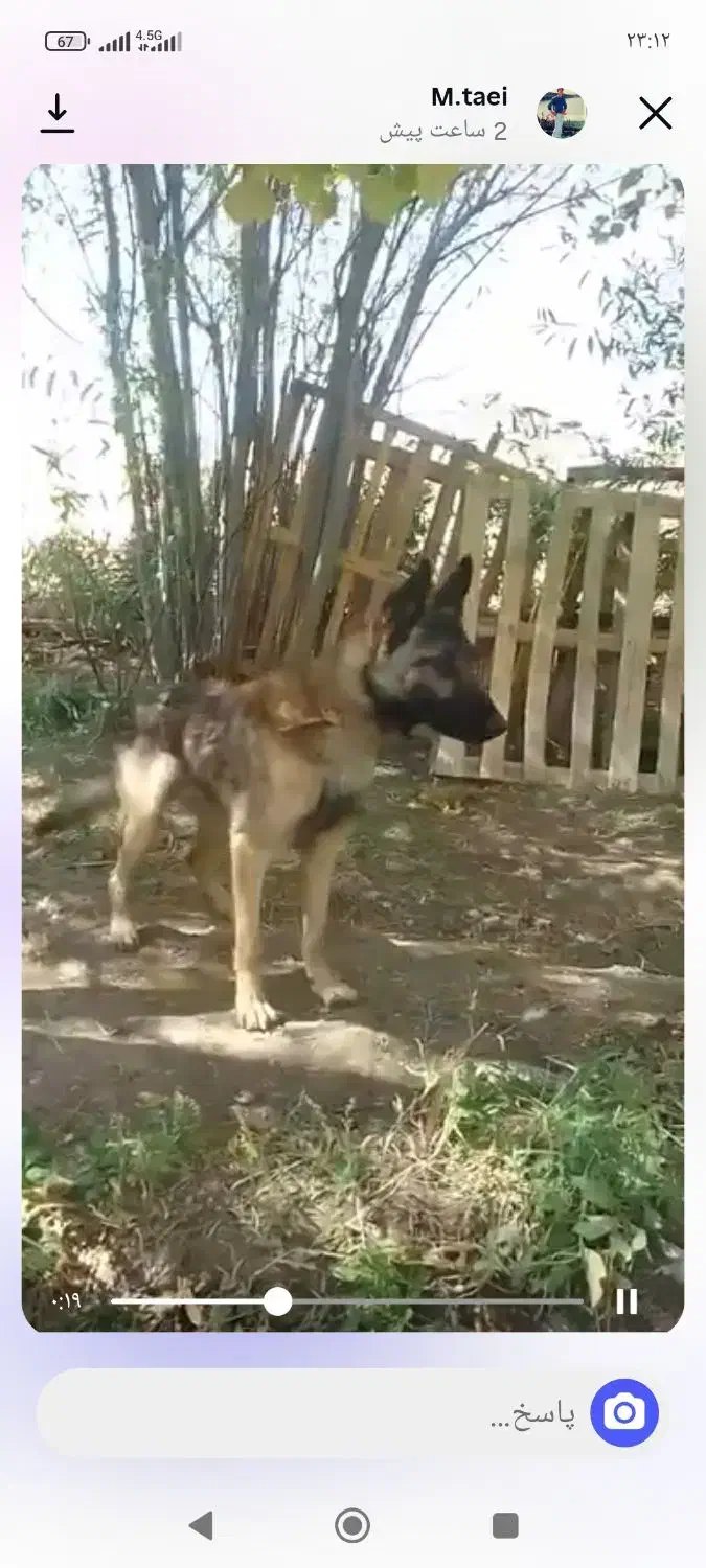 گمشده سگ مالنیوز|سگ|پادنا, |دیوار