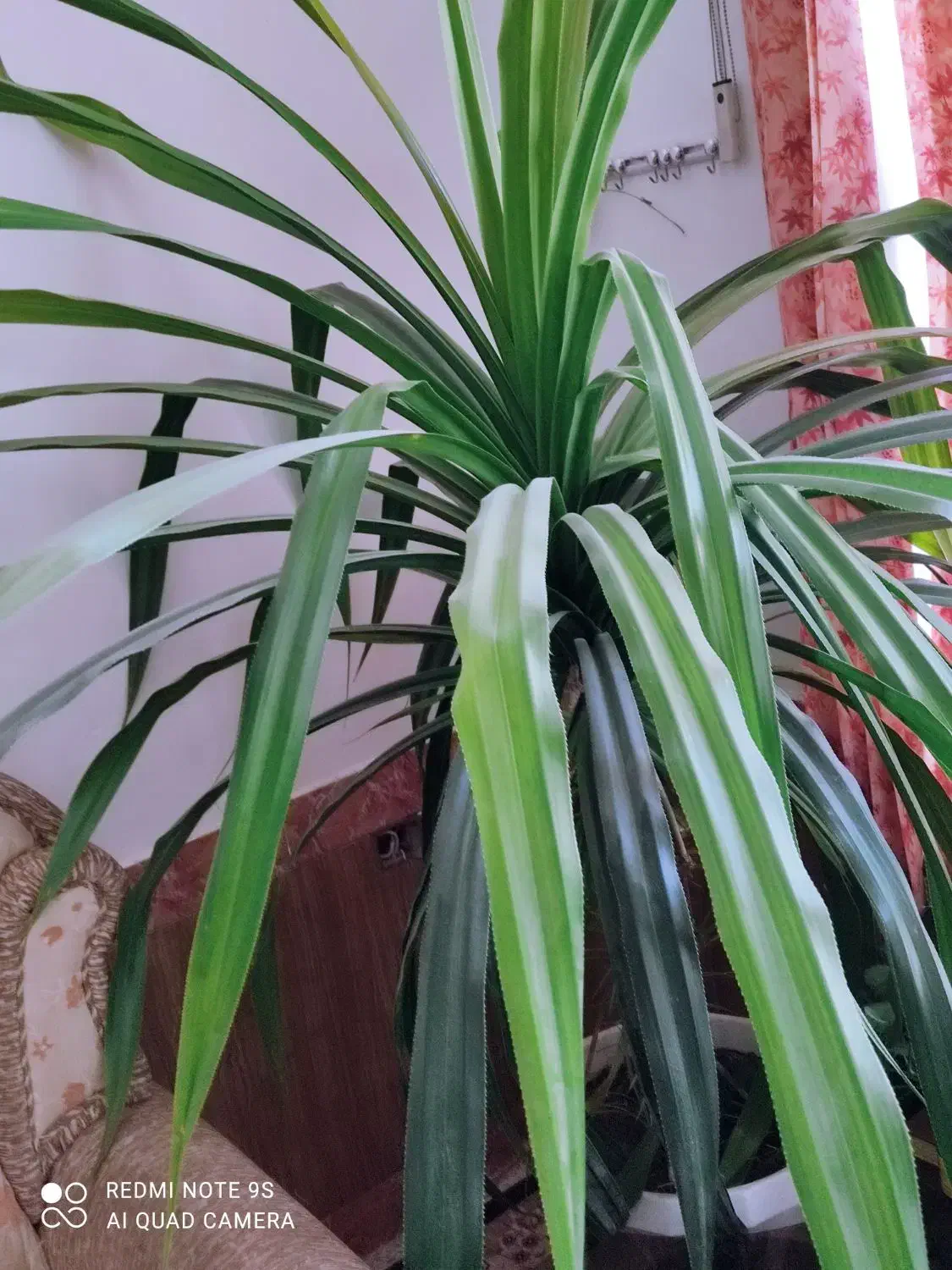 گل بزرگ|گل و گیاه طبیعی|کازرون, |دیوار