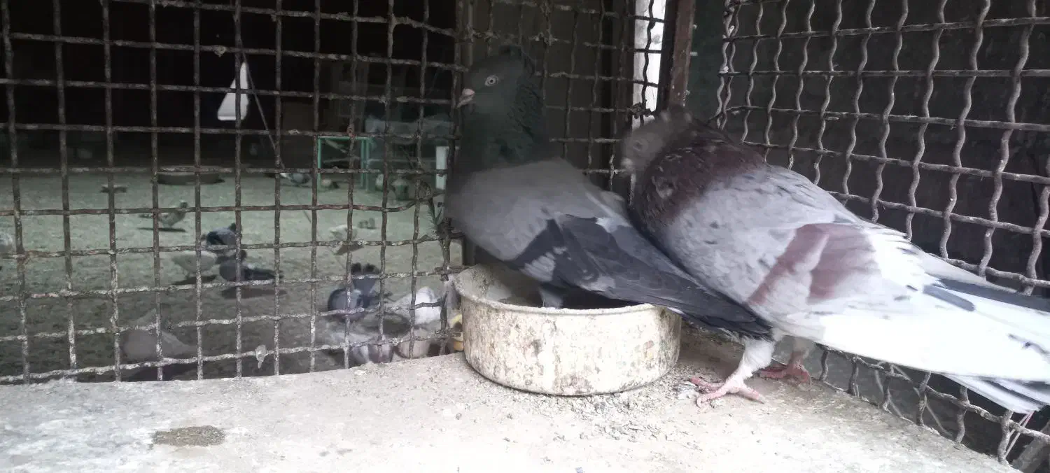 کفتر یجایی|پرنده|رباط‌کریم, رباط‌کریم|دیوار