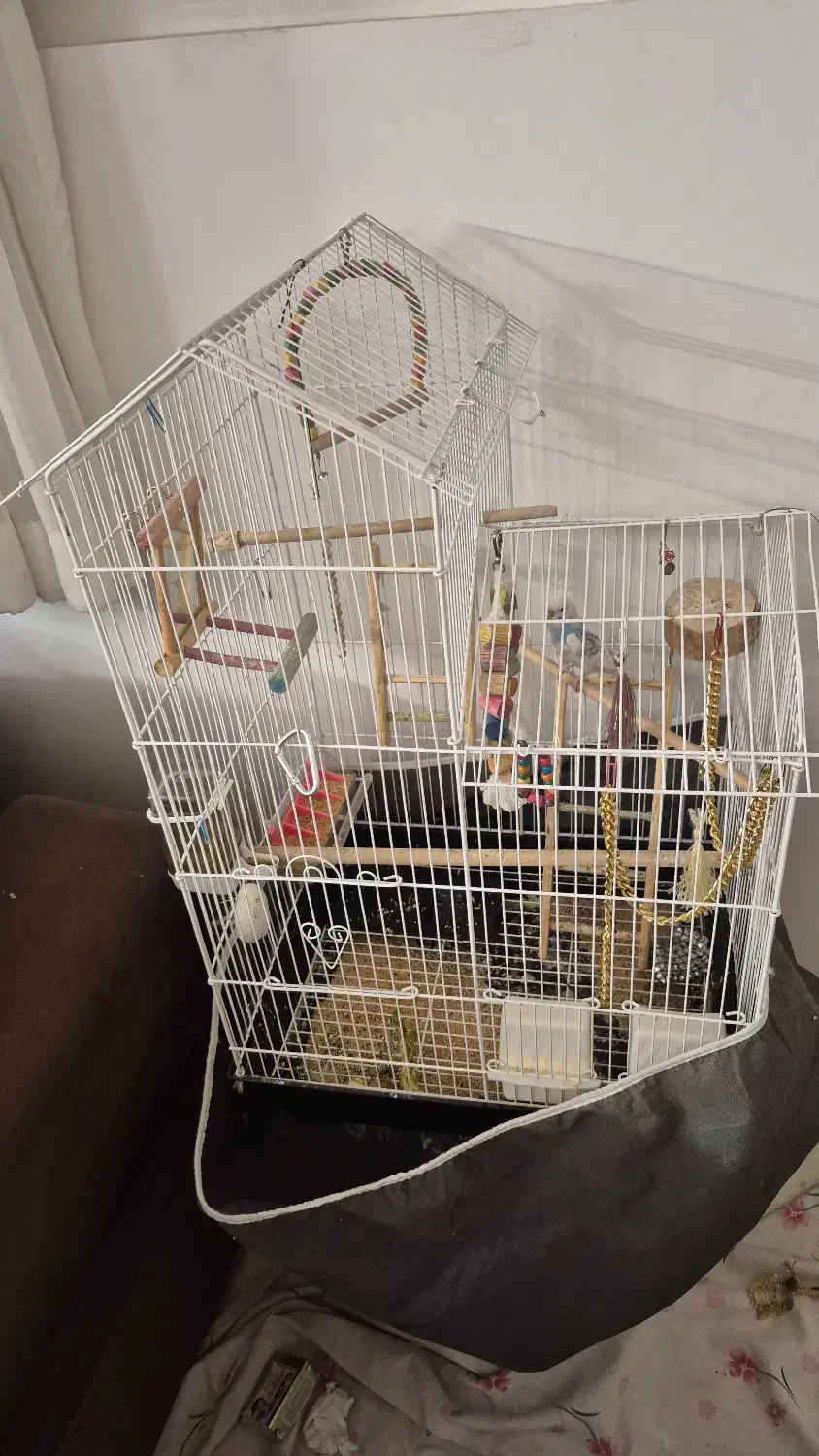 مرغ عشق و قفس بزرگ و وسایل یکجا|پرنده|کرمان, |دیوار